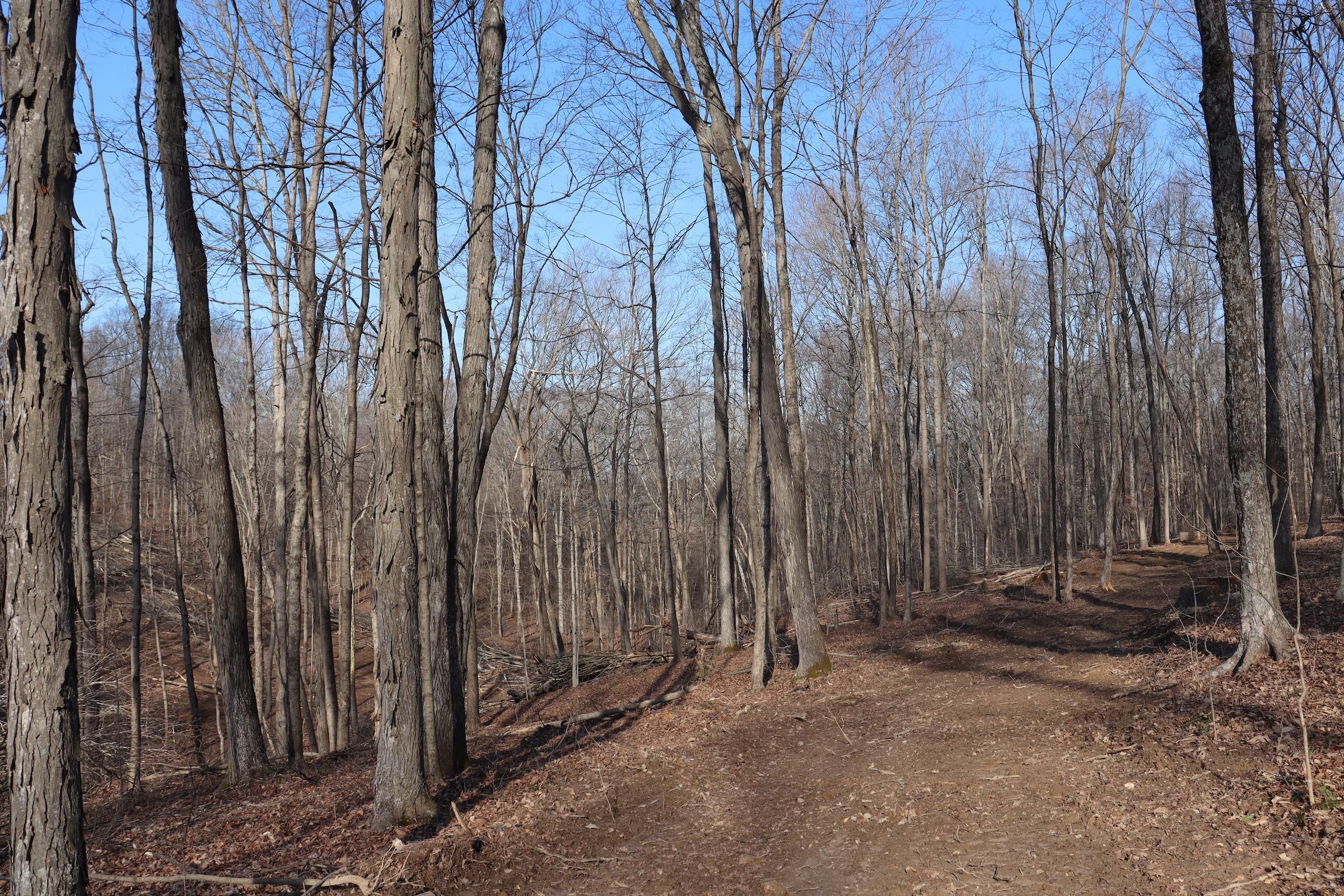 Bloomfield, Greene County, IN Recreational Property, Timberland