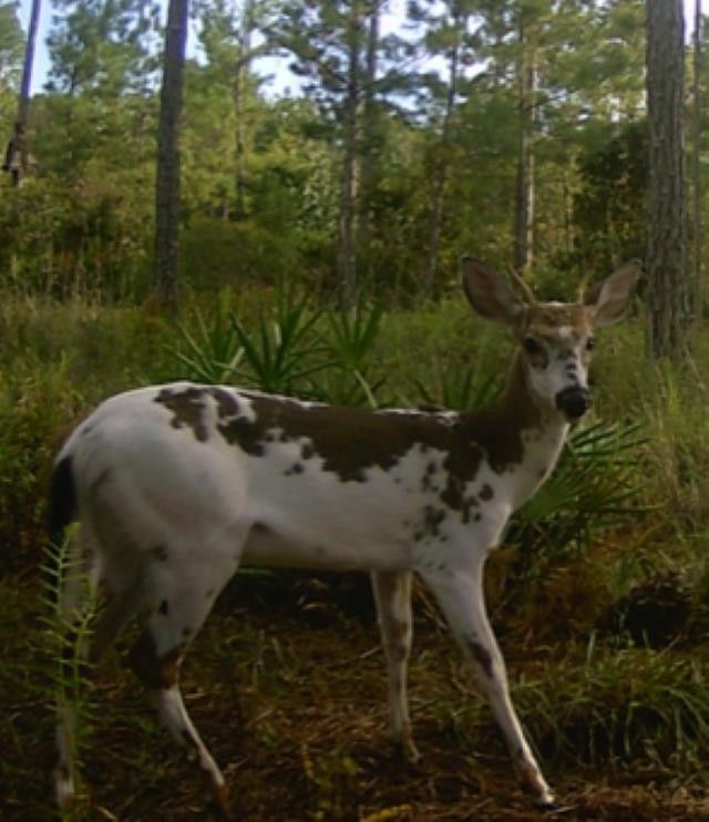 Chiefland, Levy County, FL Undeveloped Land for sale Property ID