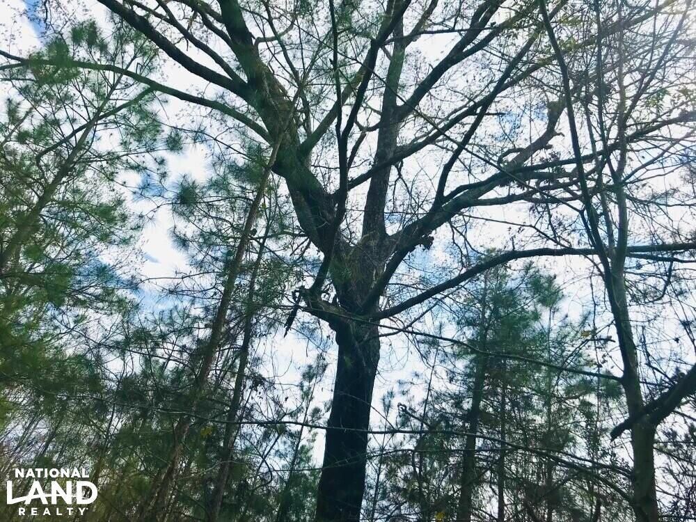 Buena Vista, Marion County, GA Recreational Property, Timberland