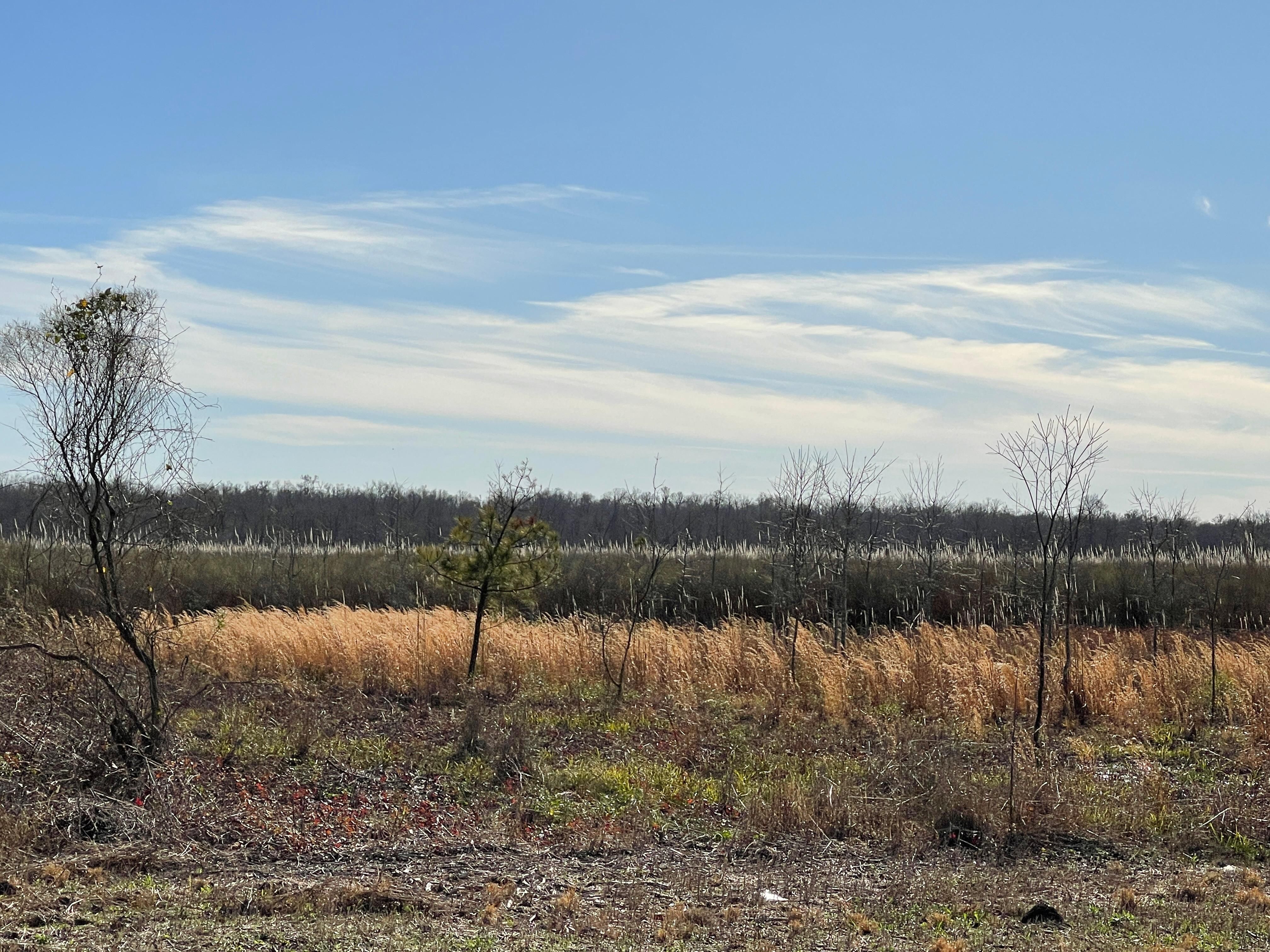 Newellton, Tensas Parish, LA Recreational Property, Timberland Property