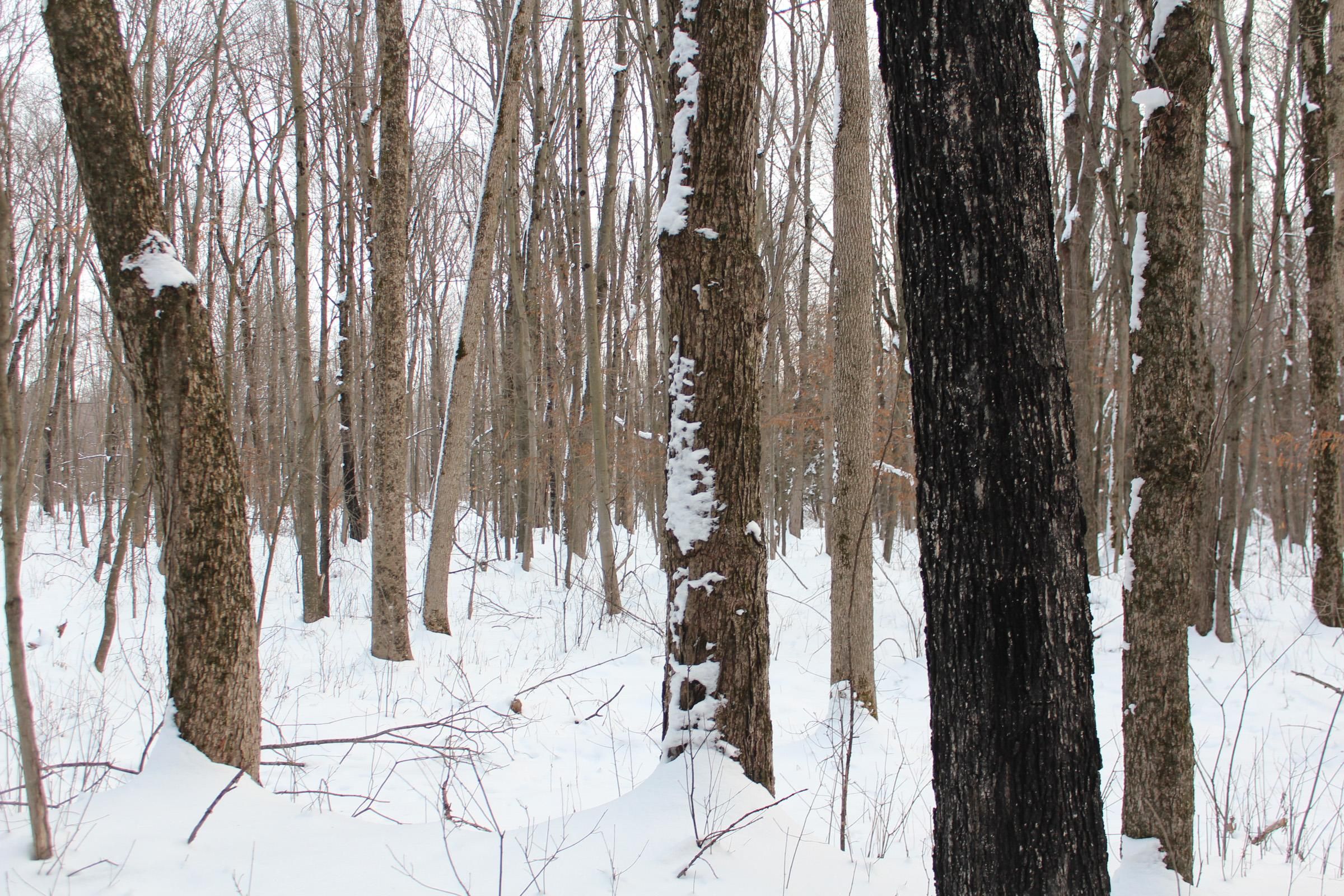 Medford, Taylor County, WI Recreational Property, Hunting Property, Riverfront Property