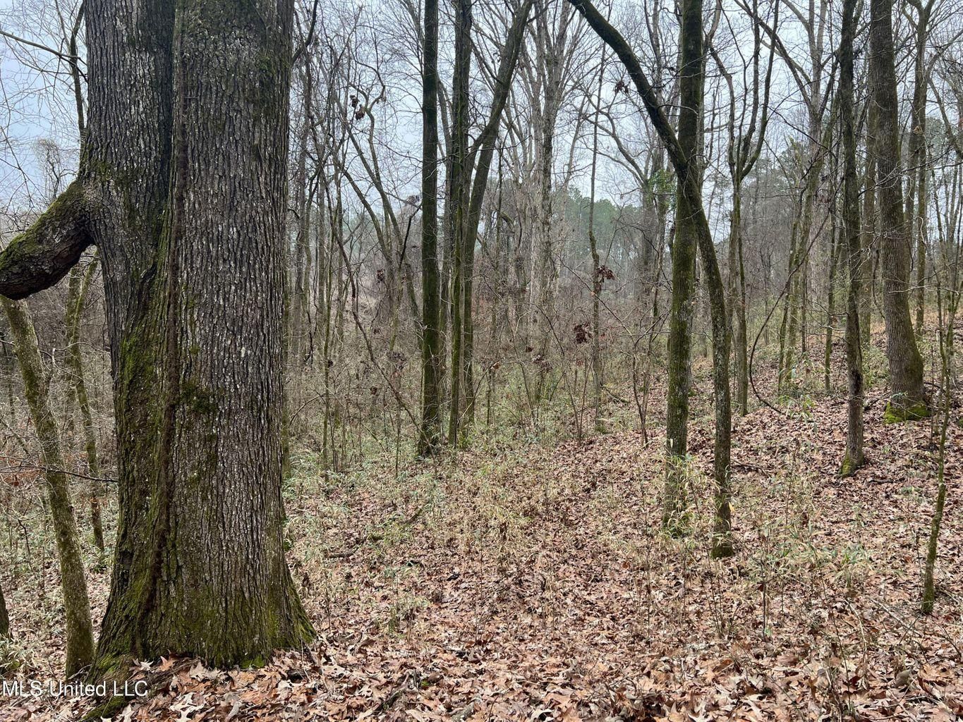 Vaiden, Carroll County, MS Timberland Property, Undeveloped Land, Hunting Property for sale