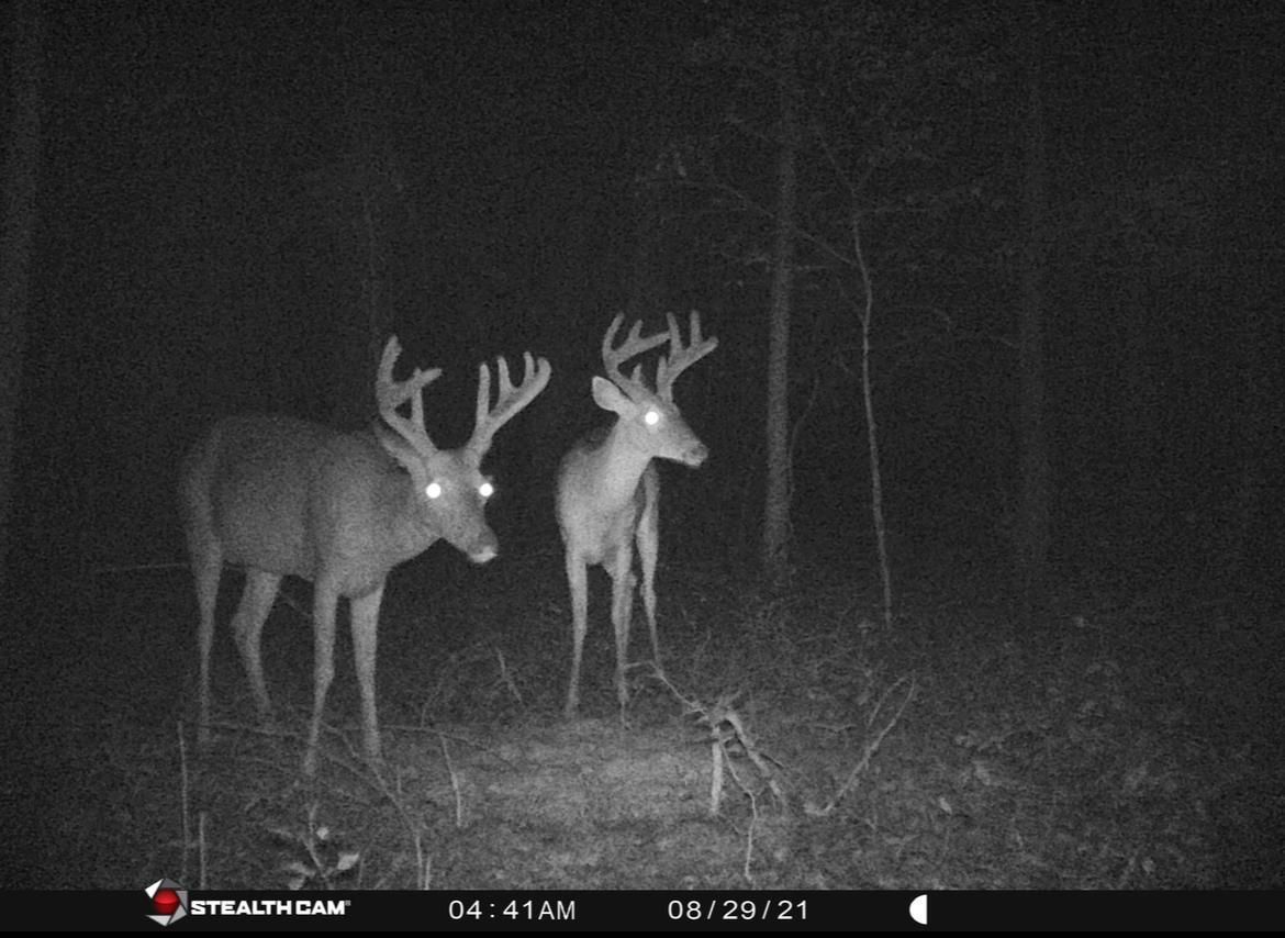 Camden, Madison County, MS Recreational Property, Timberland Property