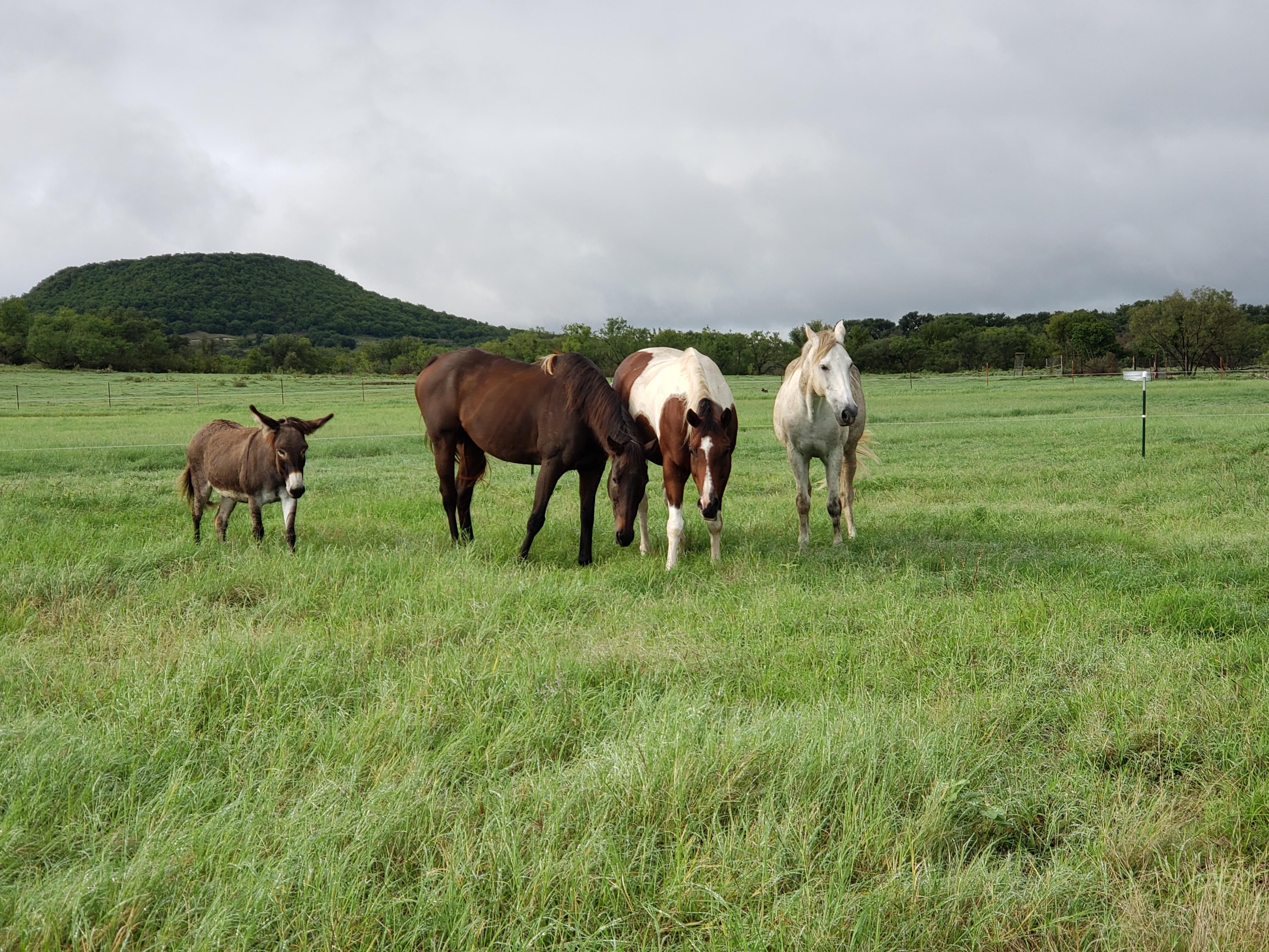 Comanche, Comanche County, TX Undeveloped Land, Horse Property for sale