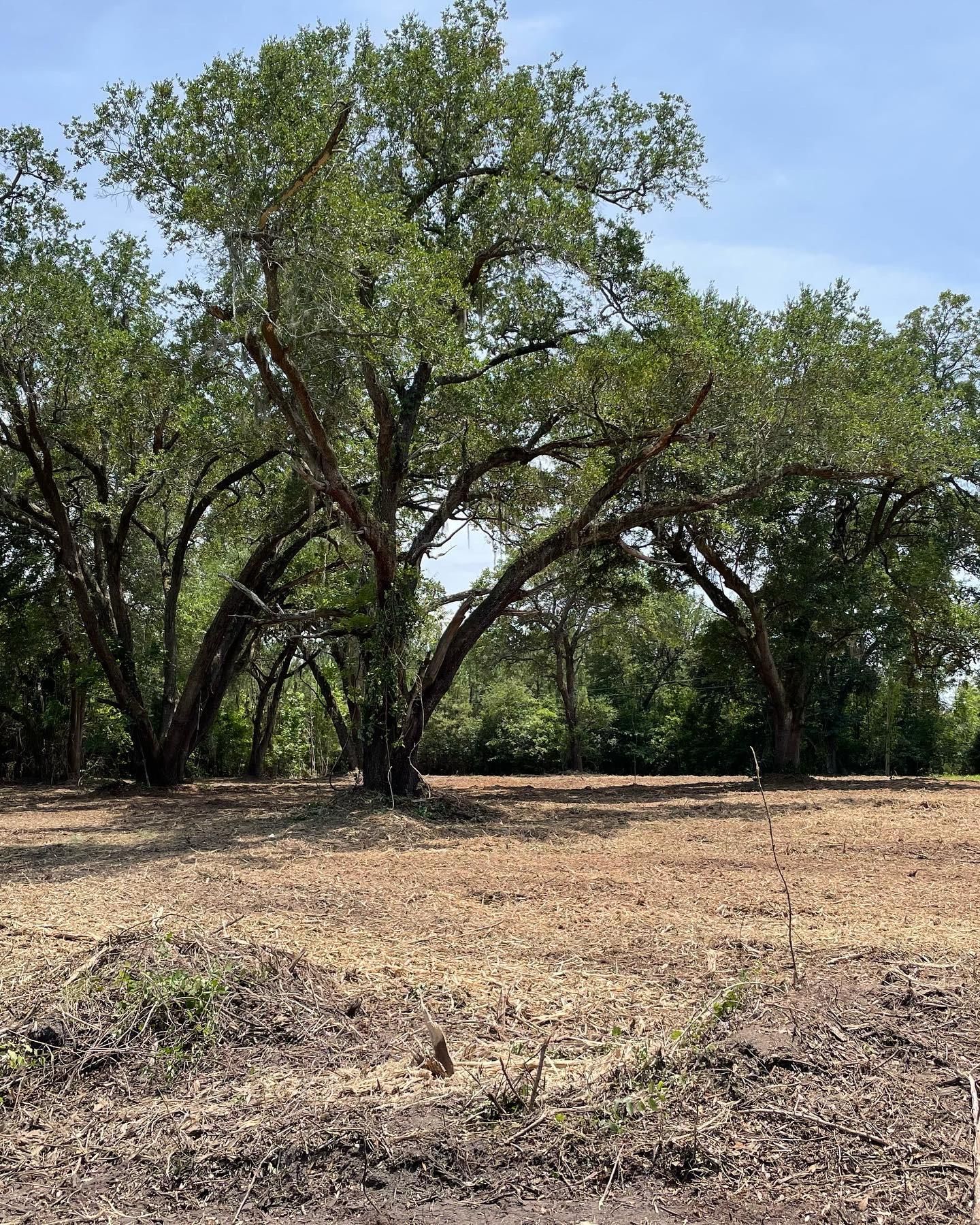 Kingstree, Williamsburg County, SC Recreational Property, Timberland