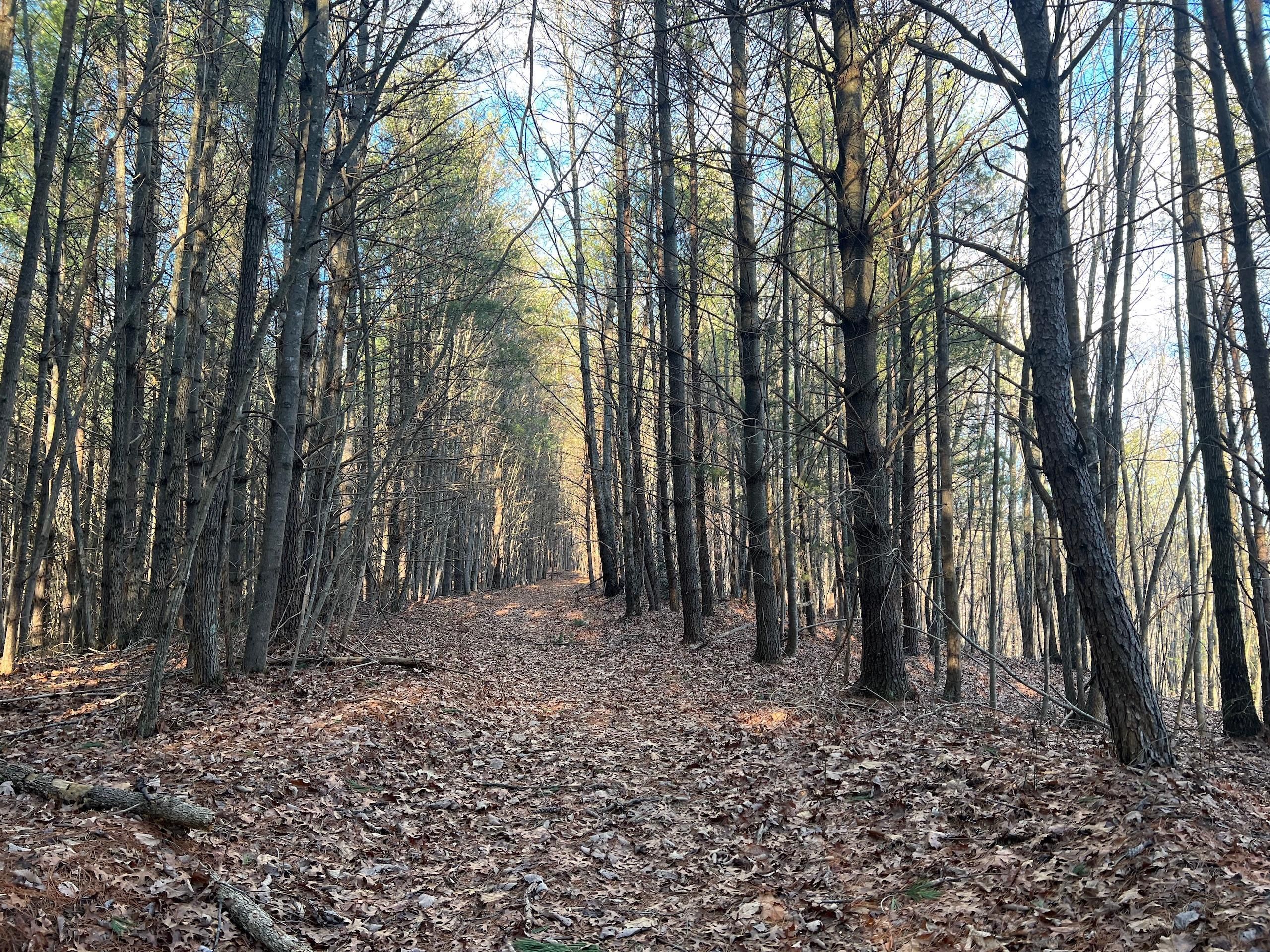 Marion, McDowell County, NC Recreational Property, Timberland Property