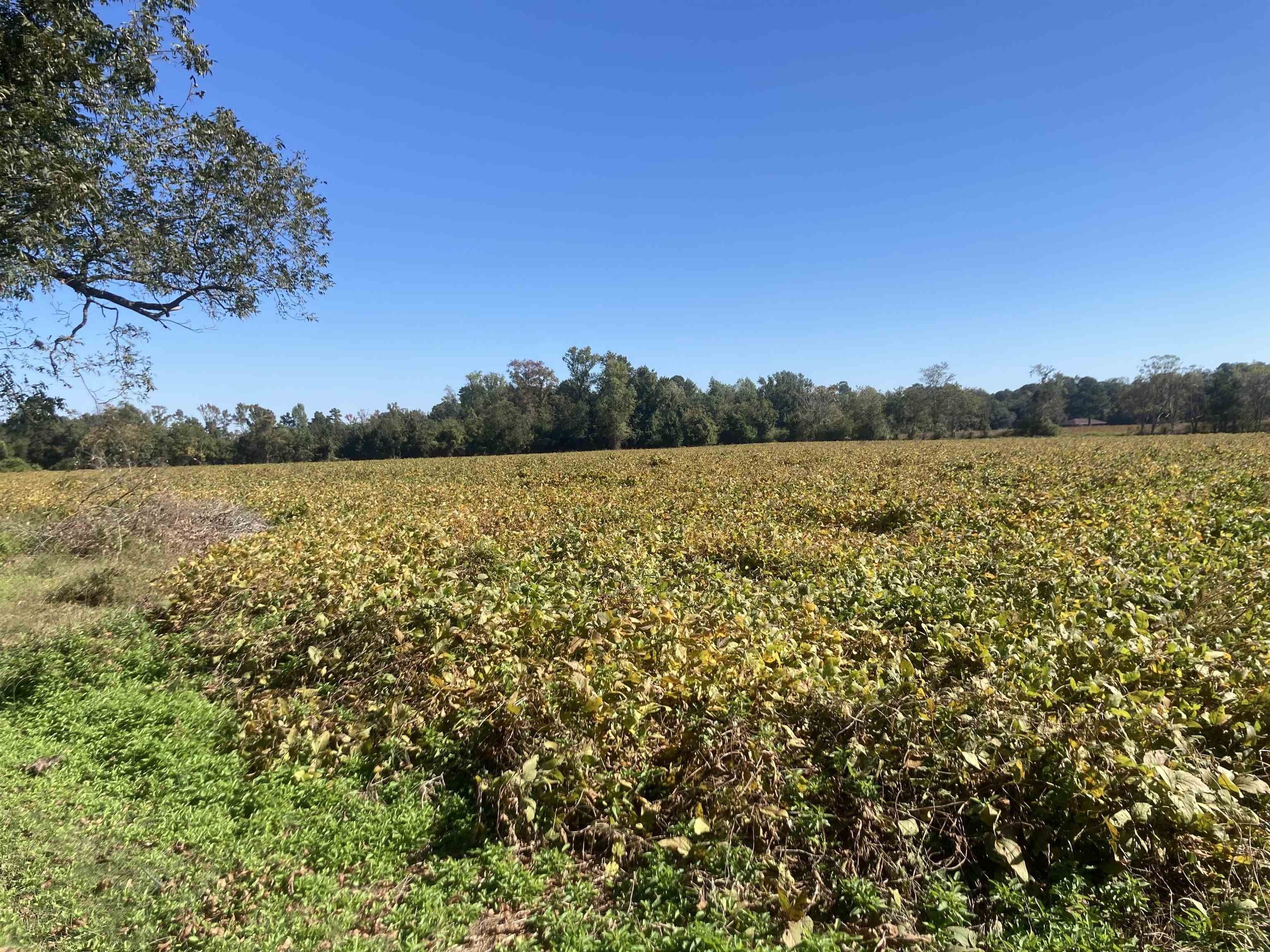 Scranton, Florence County, SC Undeveloped Land for sale Property ID