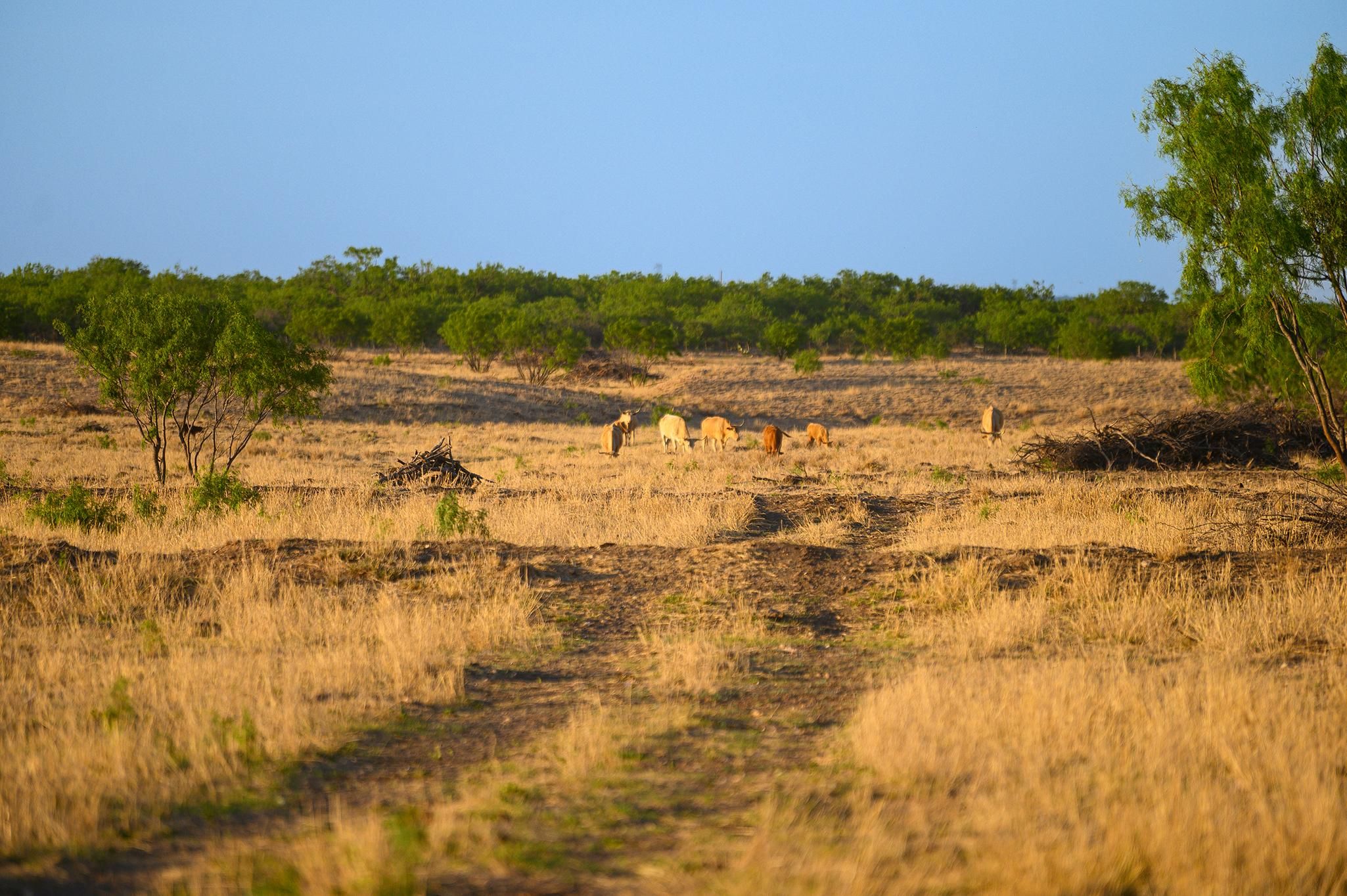 Millersview, Concho County, TX Farms and Ranches, House for sale