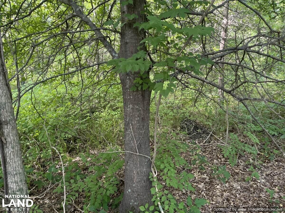 Itta Bena, Leflore County, MS Recreational Property, Timberland