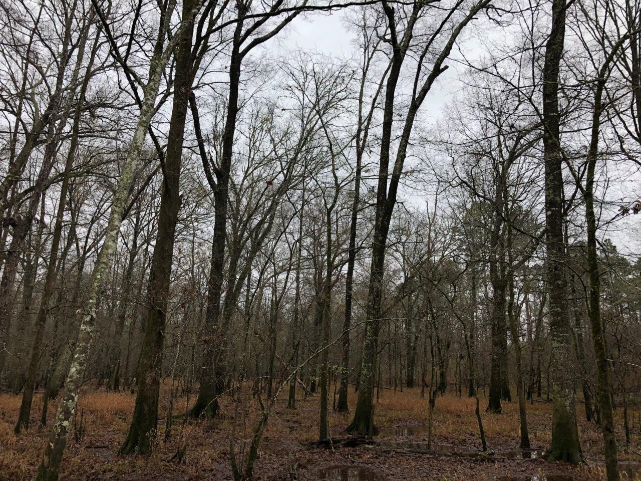 Overby Road, Gurdon, AR 71743 MLS 5020 Walters LandWatch