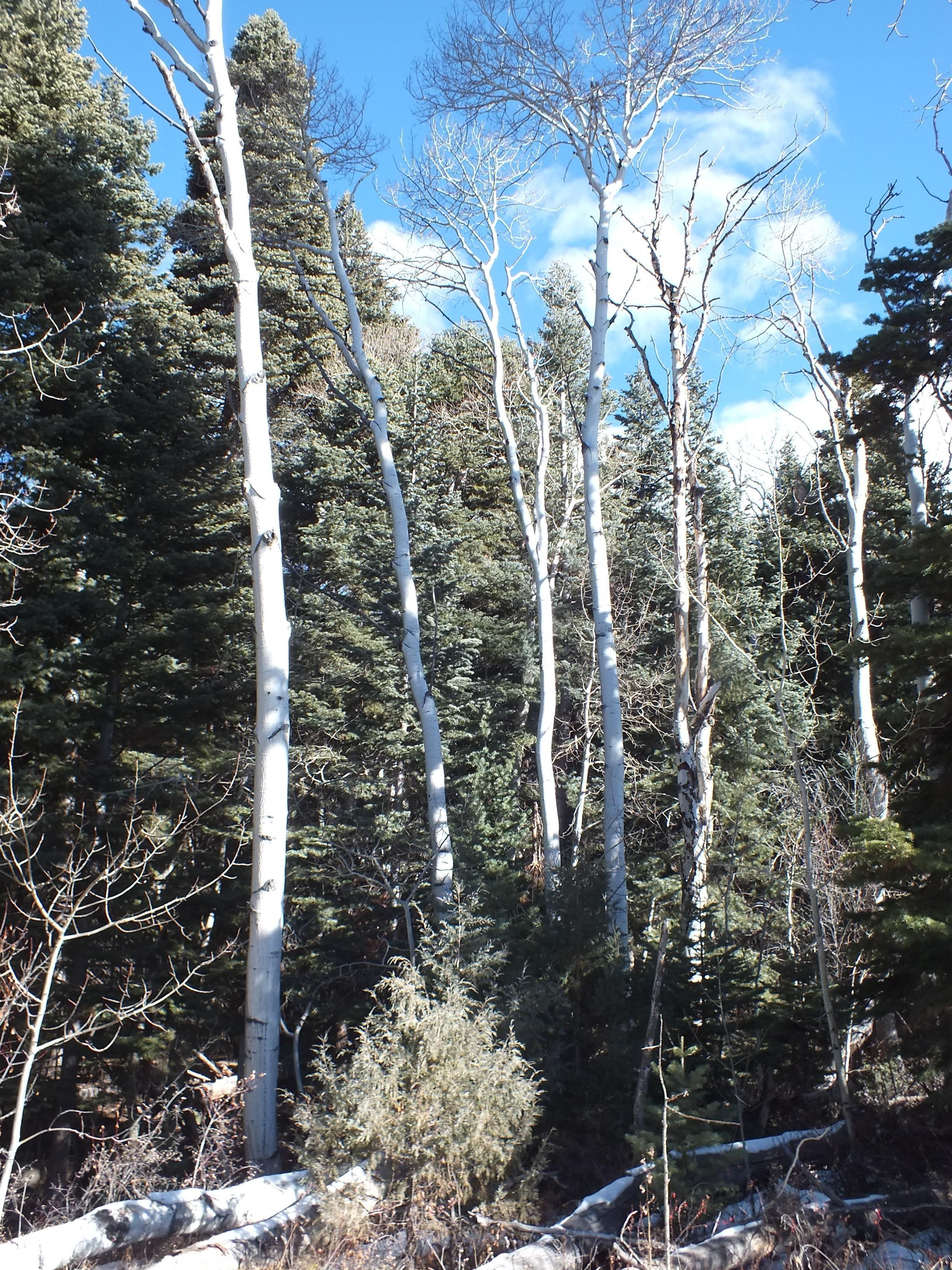 Mosca, Alamosa County, CO Recreational Property, Undeveloped Land for
