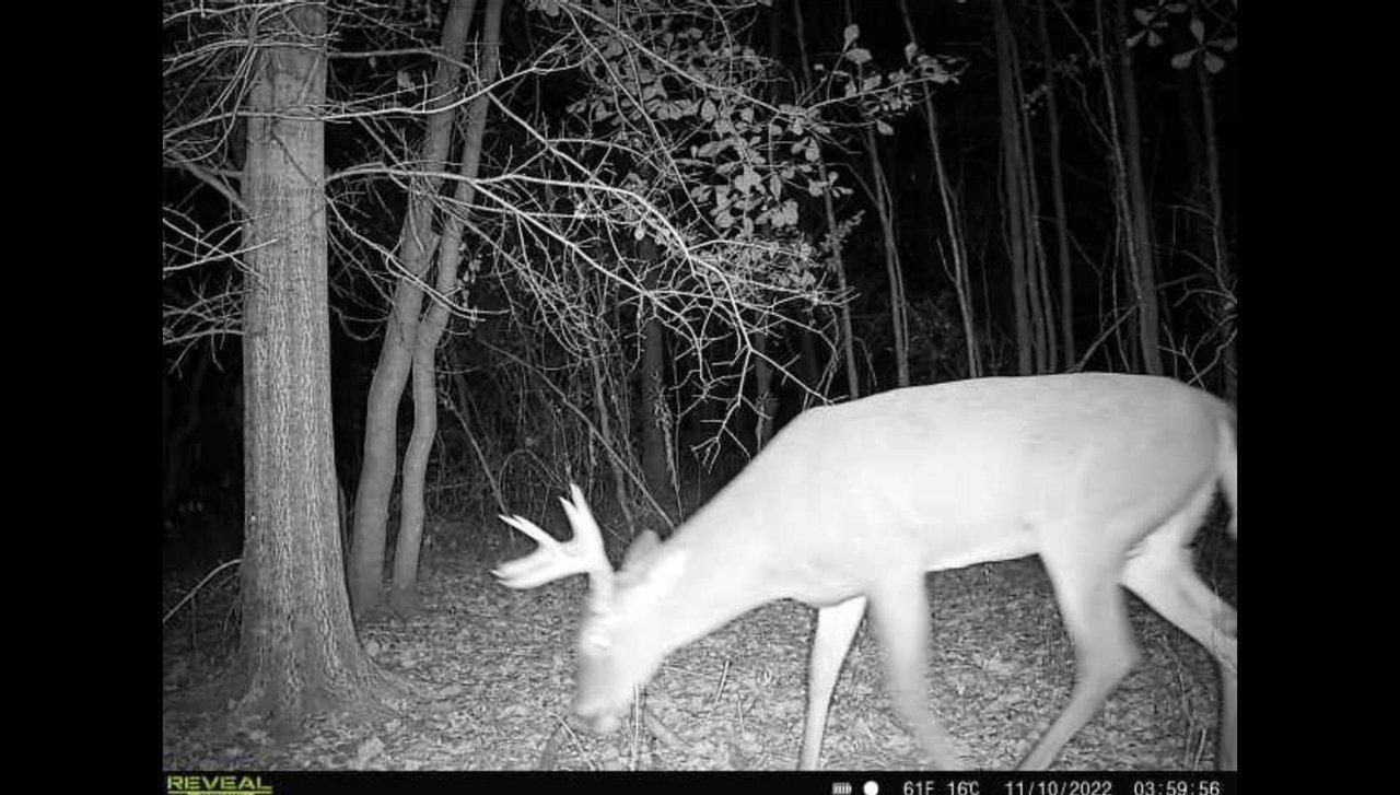 Quitman, Brooks County, GA Recreational Property, Hunting Property, Homesites for sale Property