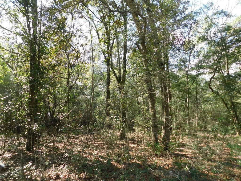 Reidsville, Tattnall County, GA Undeveloped Land, Homesites for sale Property ID 415683170