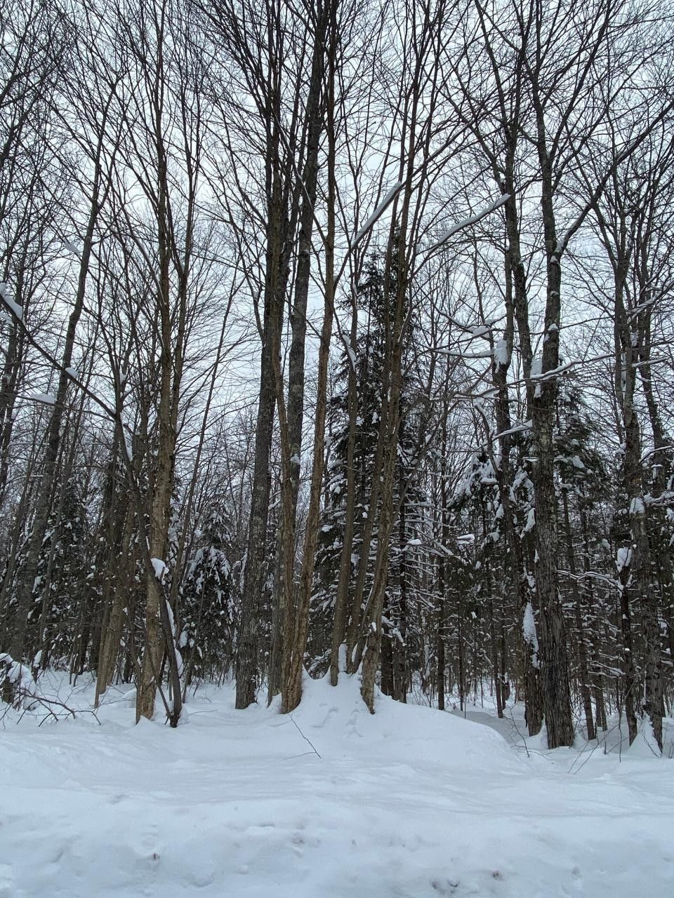 Mercer, Iron County, WI Undeveloped Land for sale Property ID