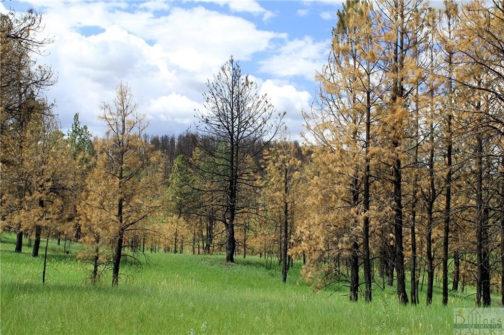 Roundup, Musselshell County, MT Undeveloped Land for sale Property ID