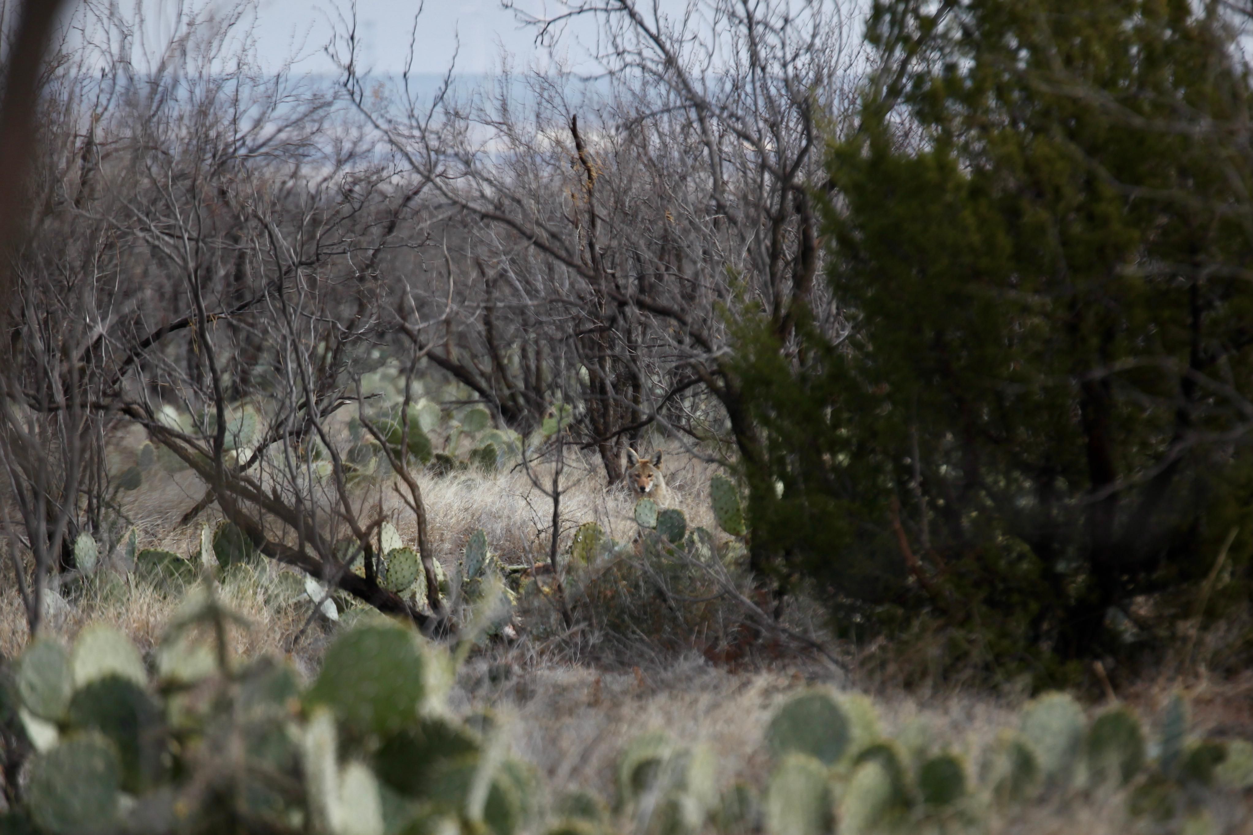 Garden City, Glasscock County, TX Farms and Ranches, Recreational Property, Hunting Property for