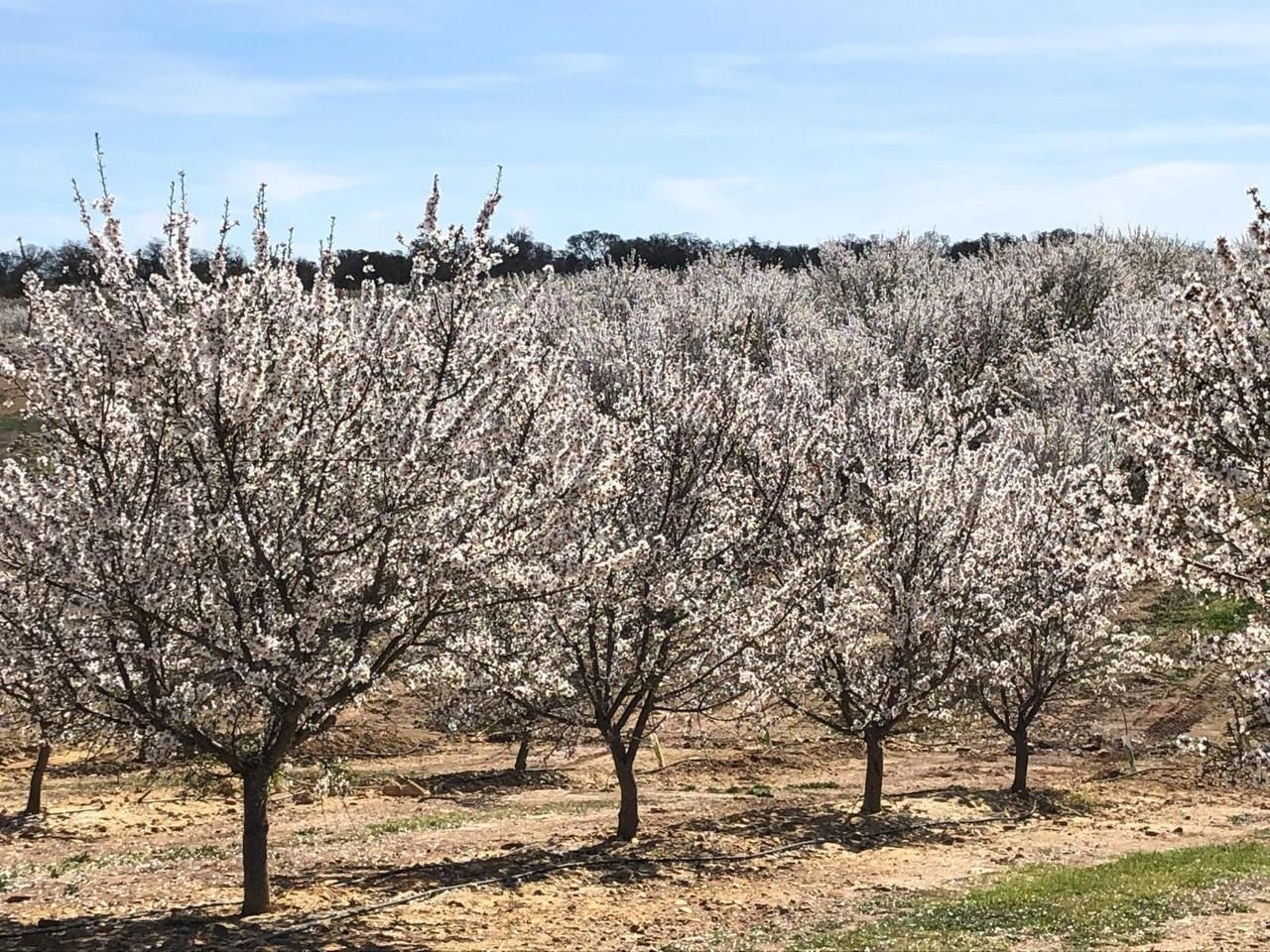 Jenny Lind, Calaveras County, CA Farms and Ranches, Undeveloped Land