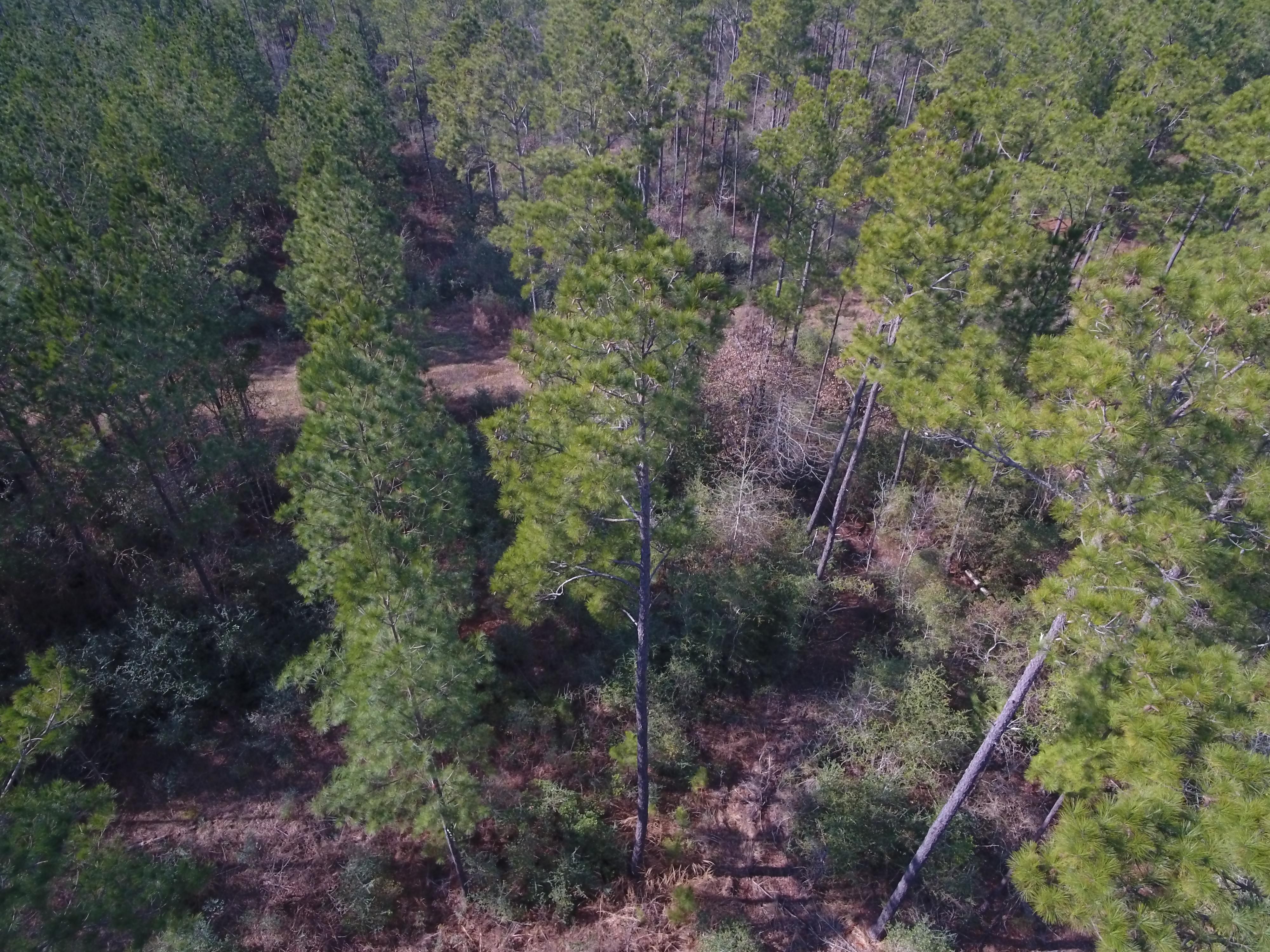 Groveton, Trinity County, TX Recreational Property, Hunting Property