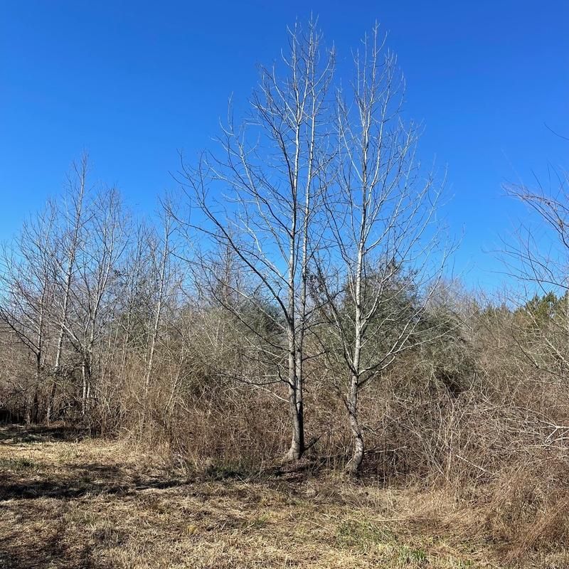 Kokomo, Walthall County, MS Recreational Property, Commercial Property