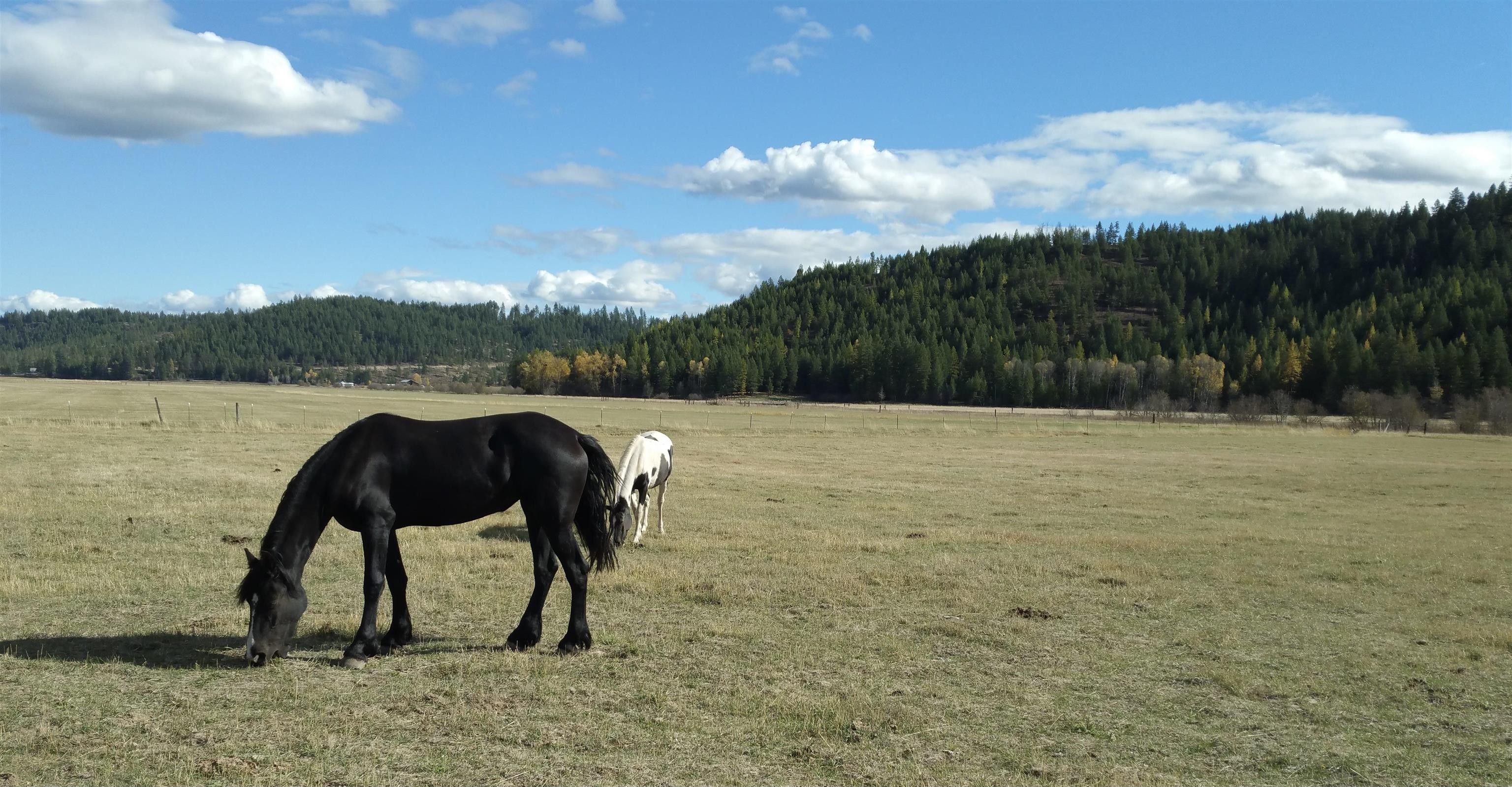 Springdale, Stevens County, WA Farms and Ranches for sale Property ID