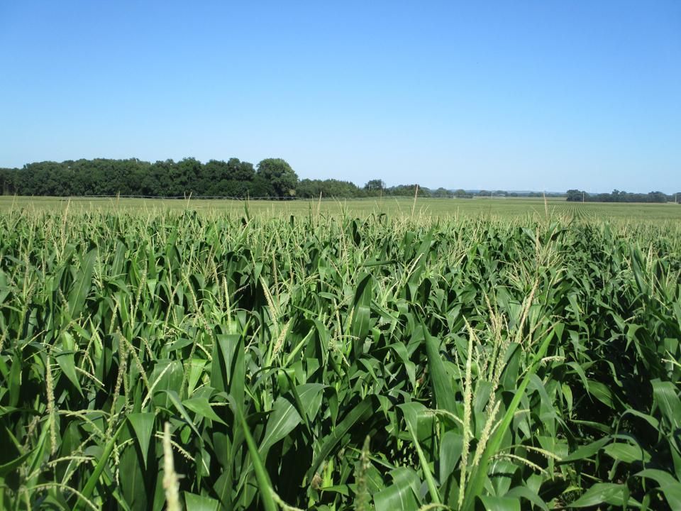 Pierce, Pierce County, NE Farms and Ranches for sale Property ID