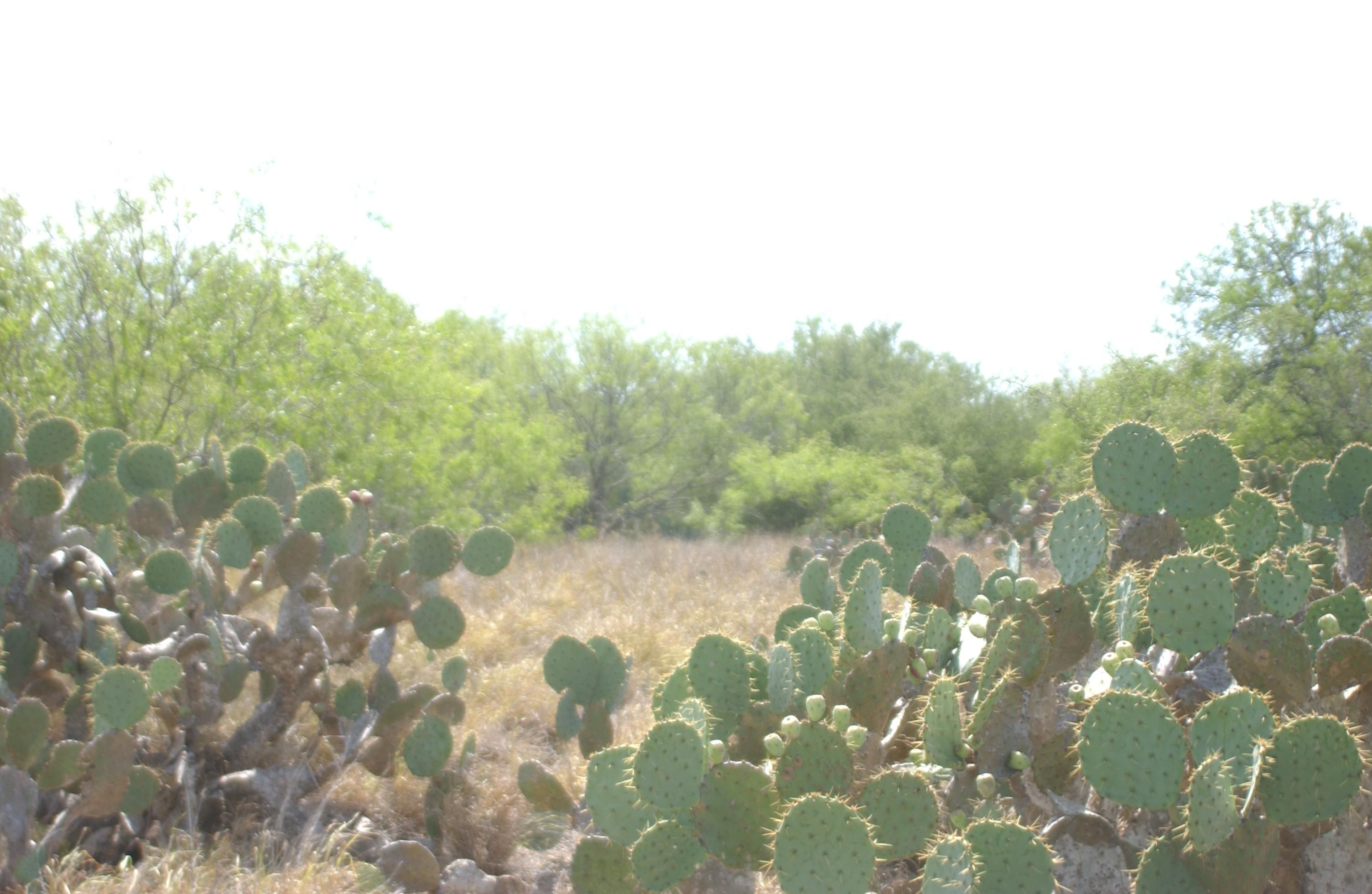 San Diego, Duval County, TX Recreational Property, Hunting Property for