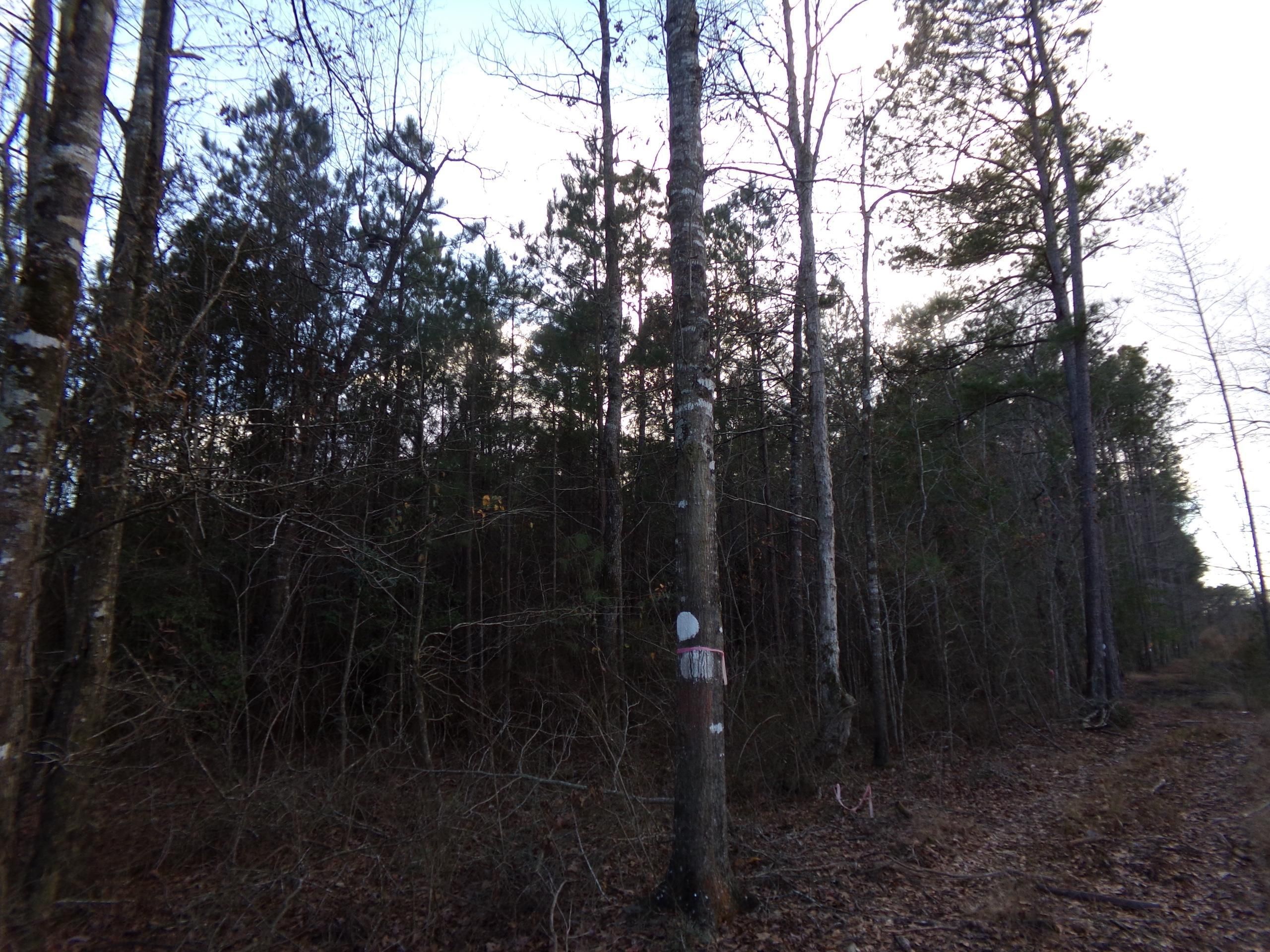 Vowells Mill, Natchitoches Parish, LA Recreational Property, Timberland