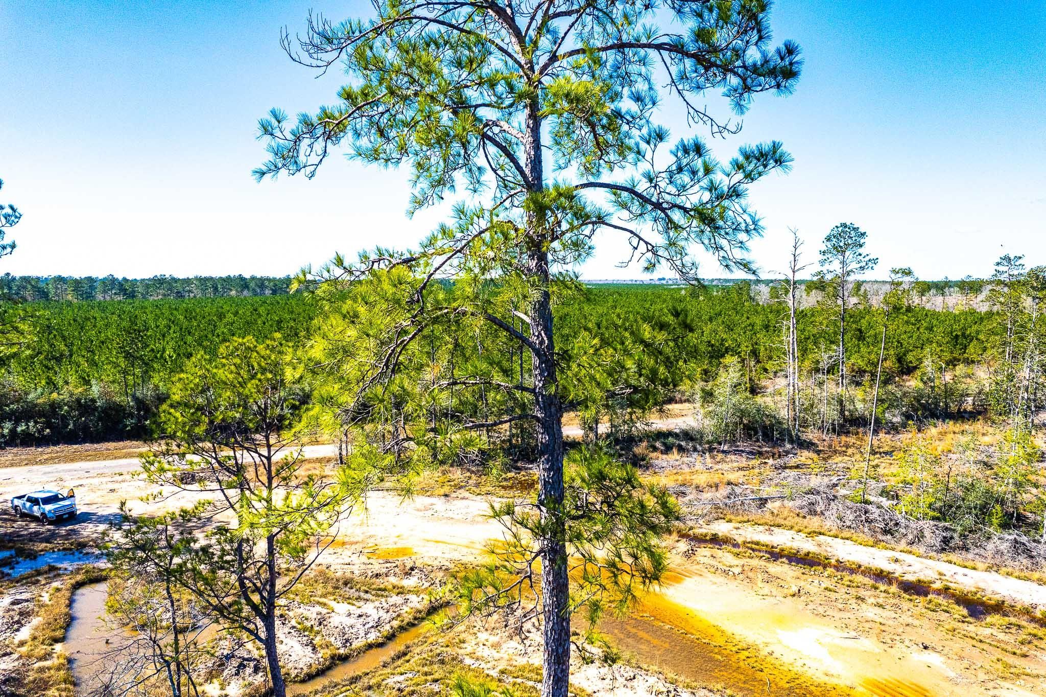 Buna, Jasper County, TX Recreational Property, Hunting Property for sale Property ID 415796485