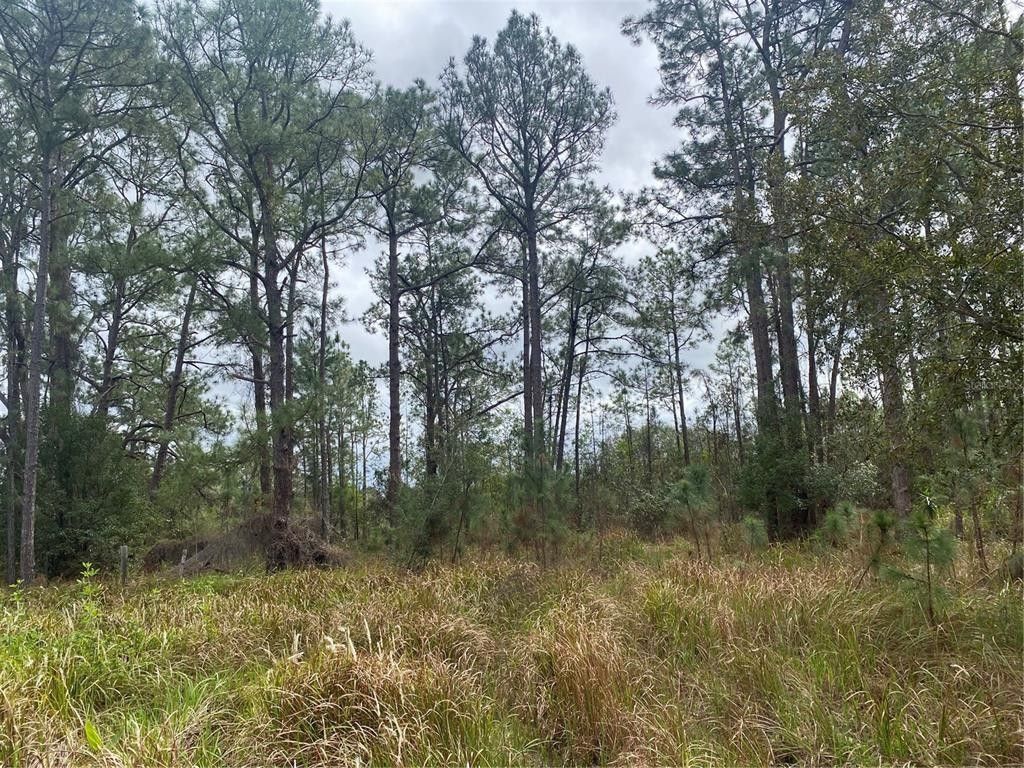 Groveland, Lake County, FL Farms and Ranches for sale Property ID