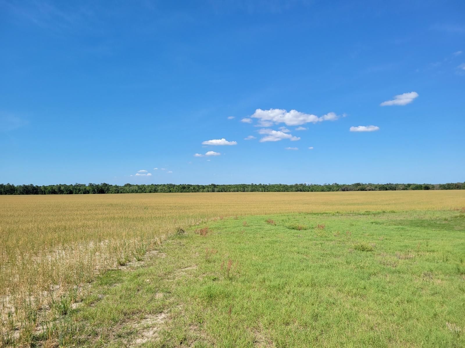 Fort McCoy, Marion County, FL Farms and Ranches, Undeveloped Land for