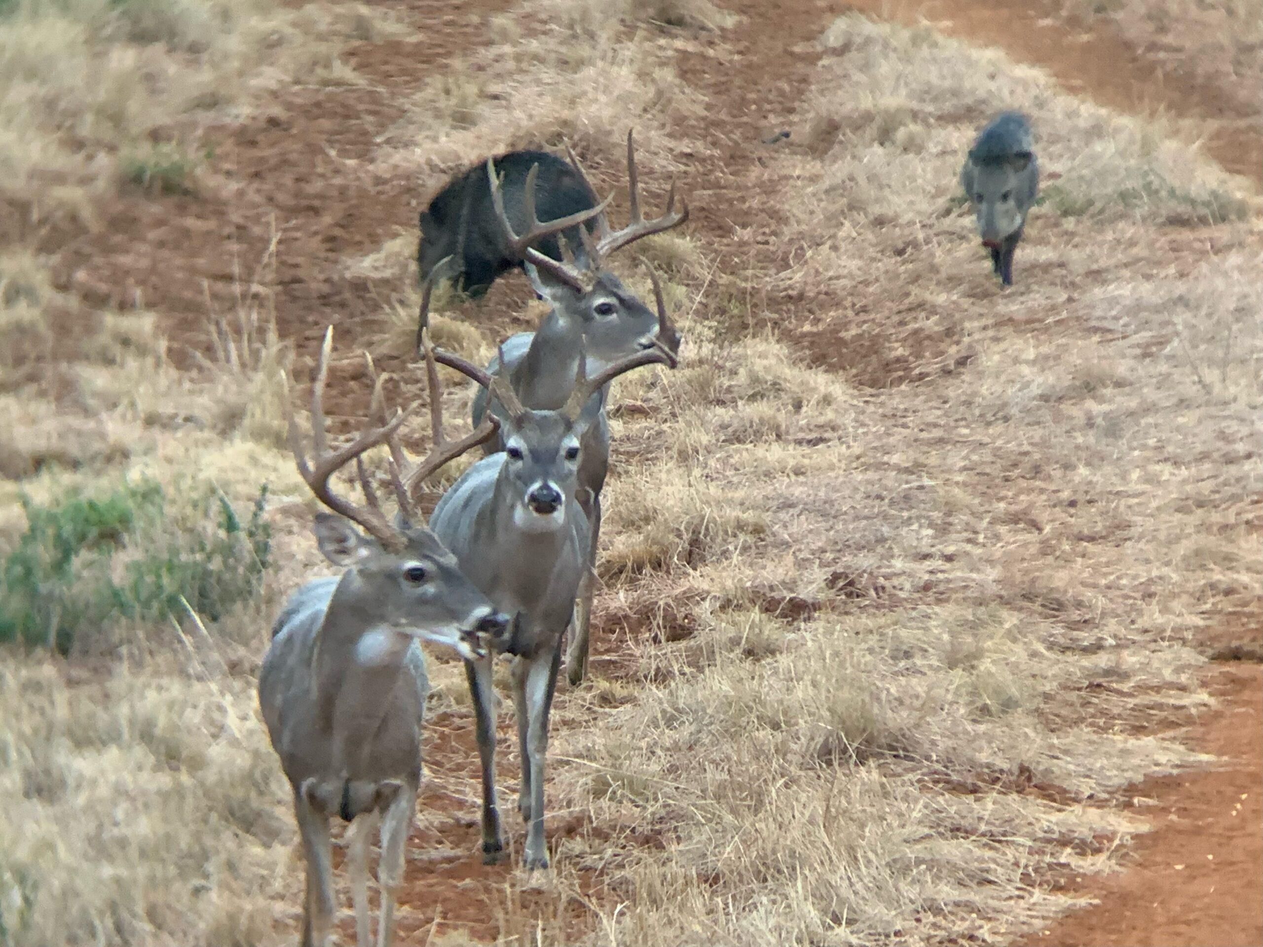 1,492 acres in Big Wells, TX, 78830 LandWatch