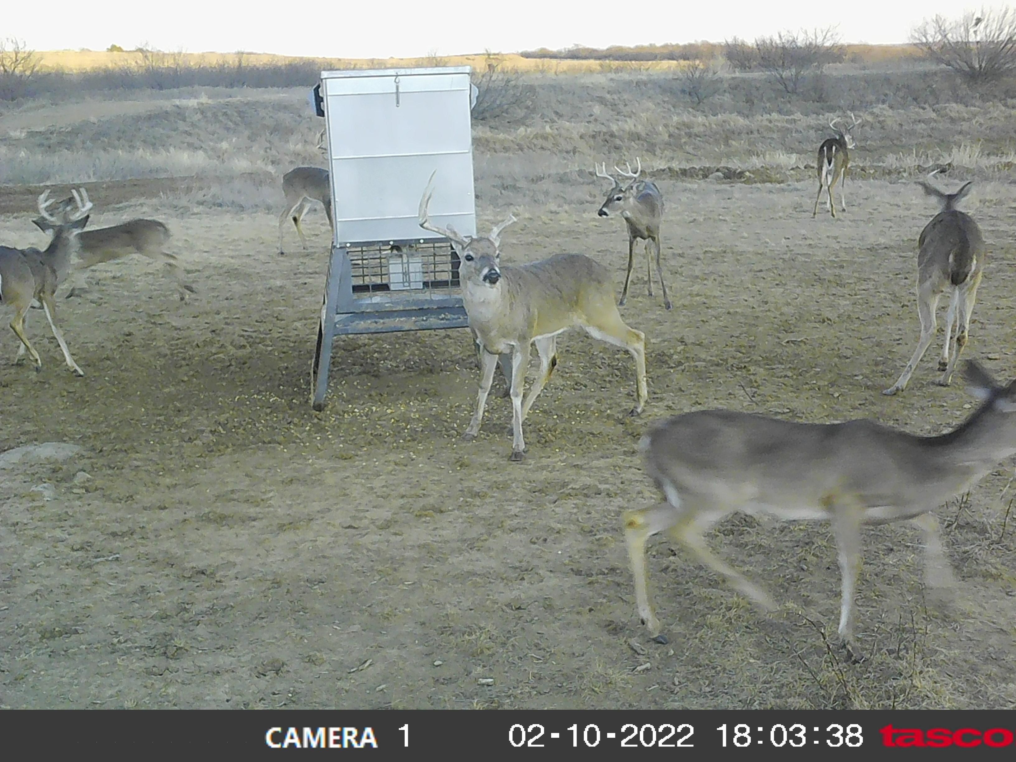 Olney, Young County, TX Farms and Ranches, Recreational Property, Hunting Property for sale