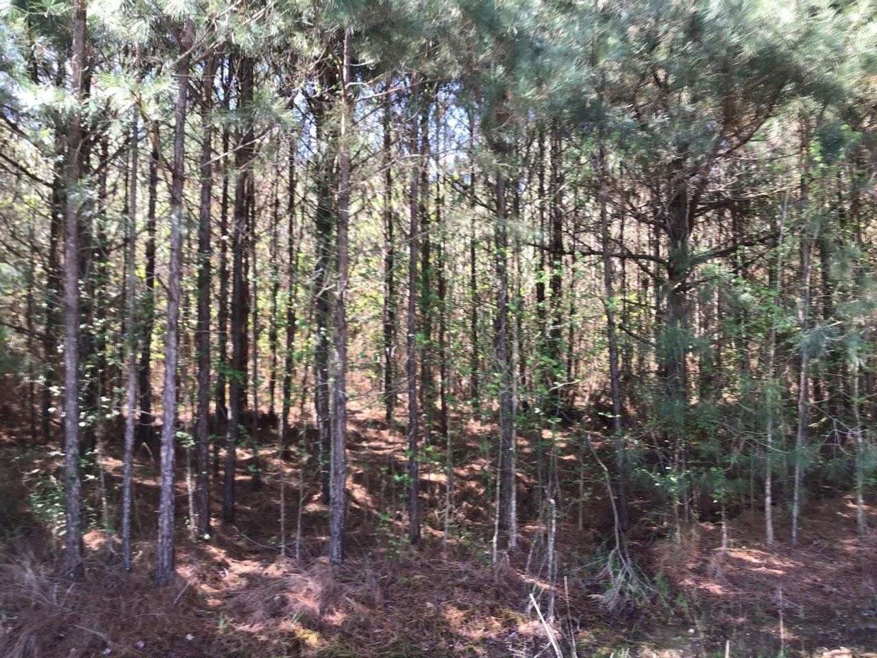 McCaskill, Hempstead County, AR Timberland Property for sale Property