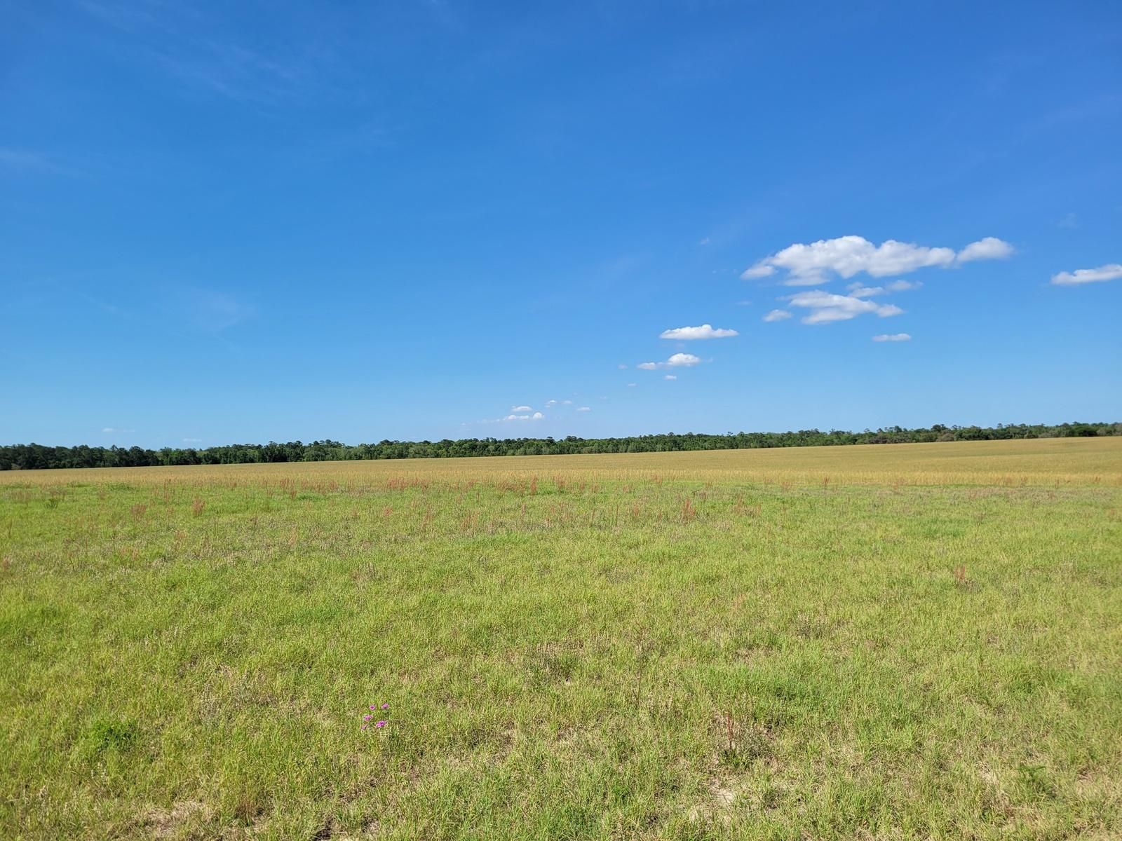 Fort McCoy, Marion County, FL Farms and Ranches, Undeveloped Land for
