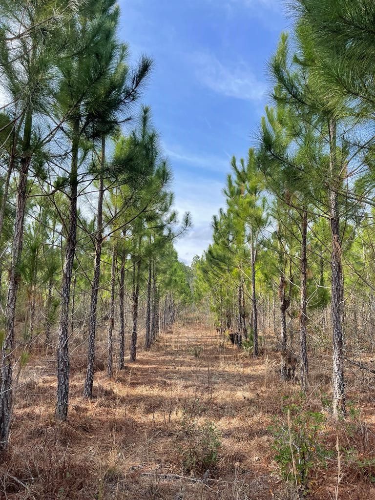 Jacksonville, Telfair County, GA Undeveloped Land for sale Property ID