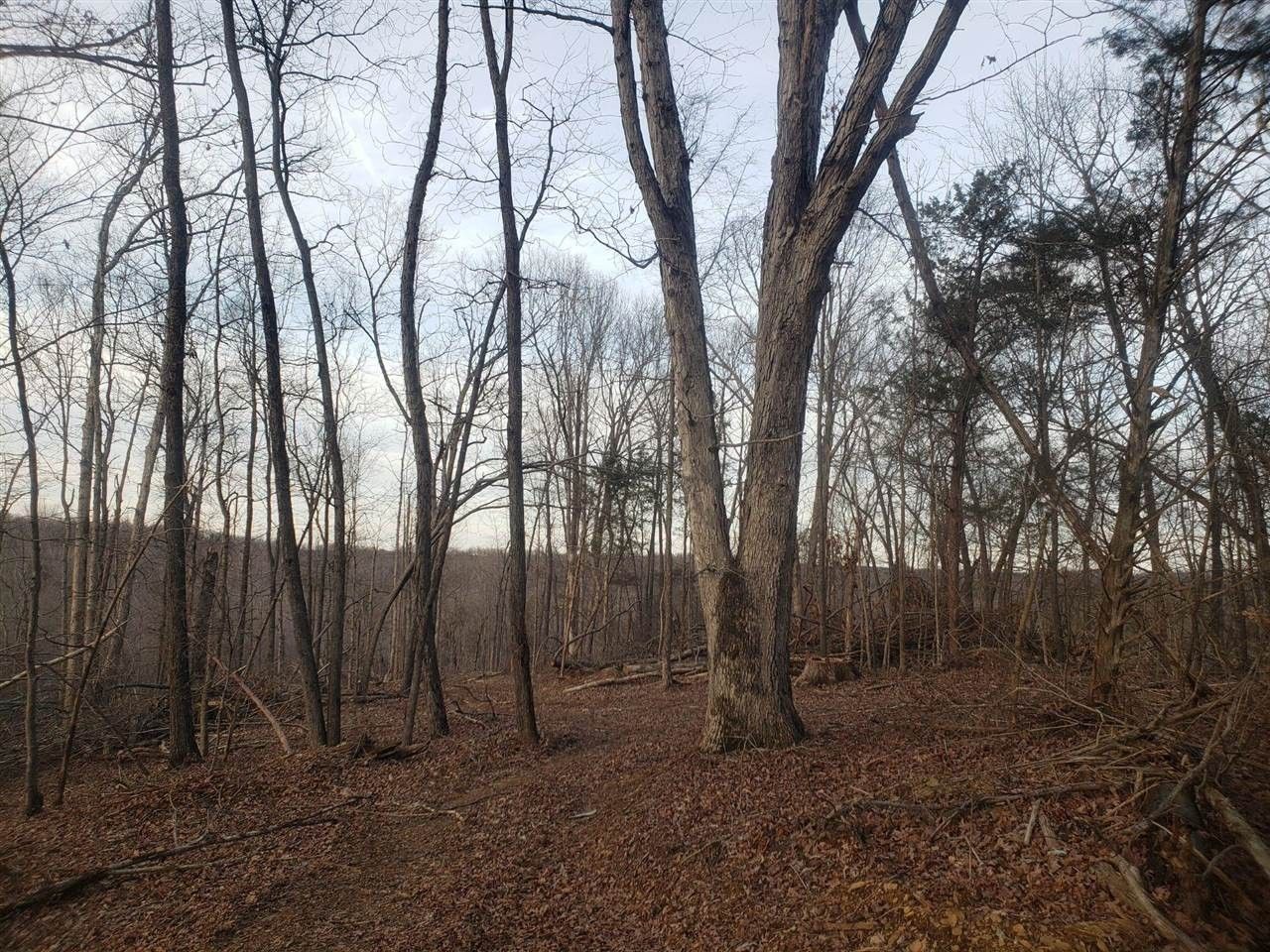 Sharon Grove, Todd County, KY Undeveloped Land for sale Property ID