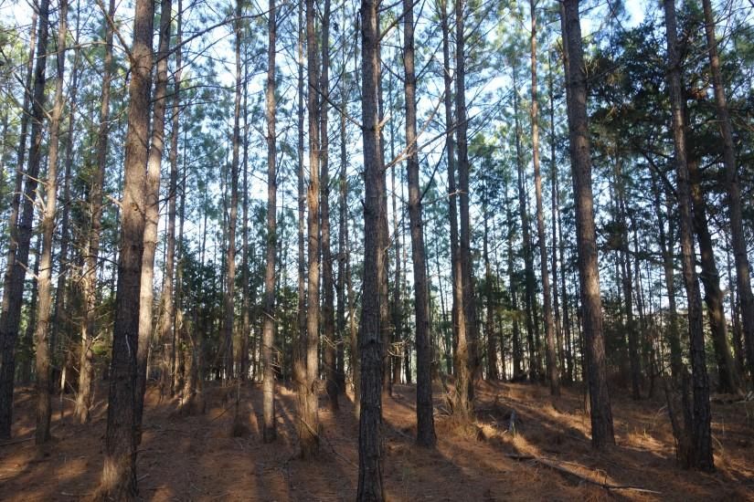 Blair, Fairfield County, SC Recreational Property, Timberland Property
