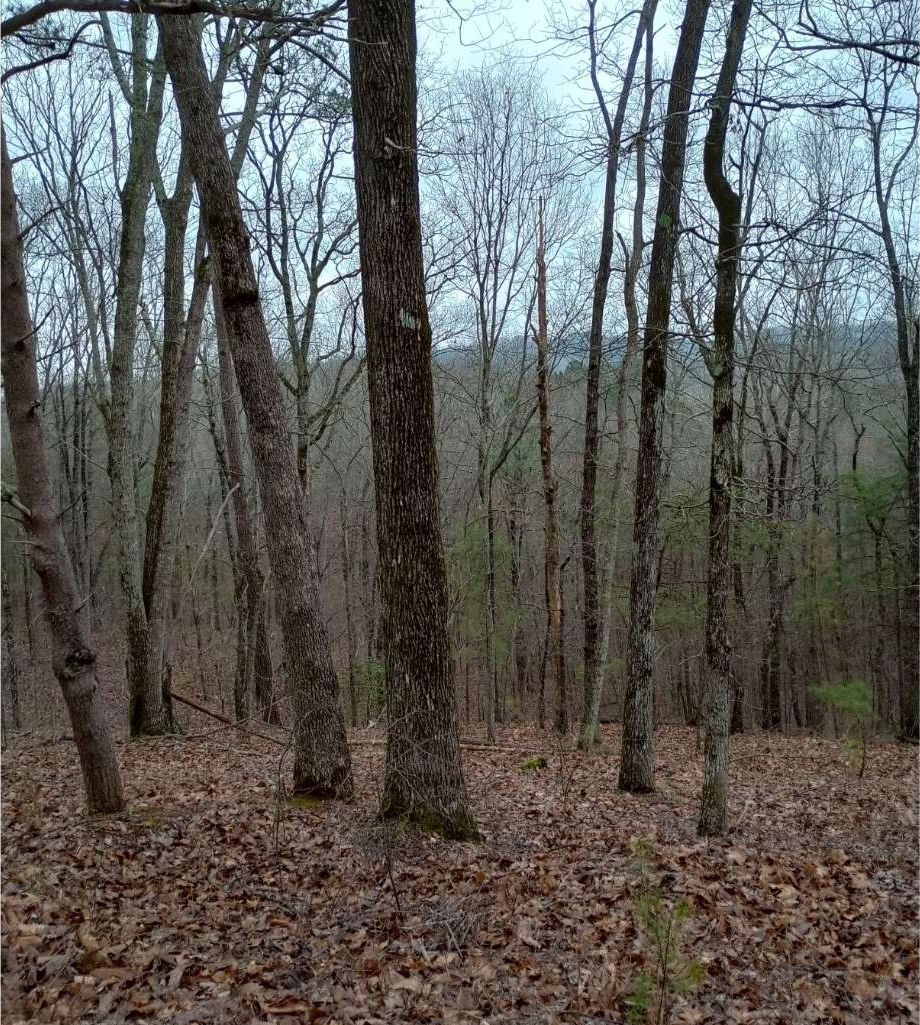East Ellijay, Gilmer County, GA Undeveloped Land for sale Property ID