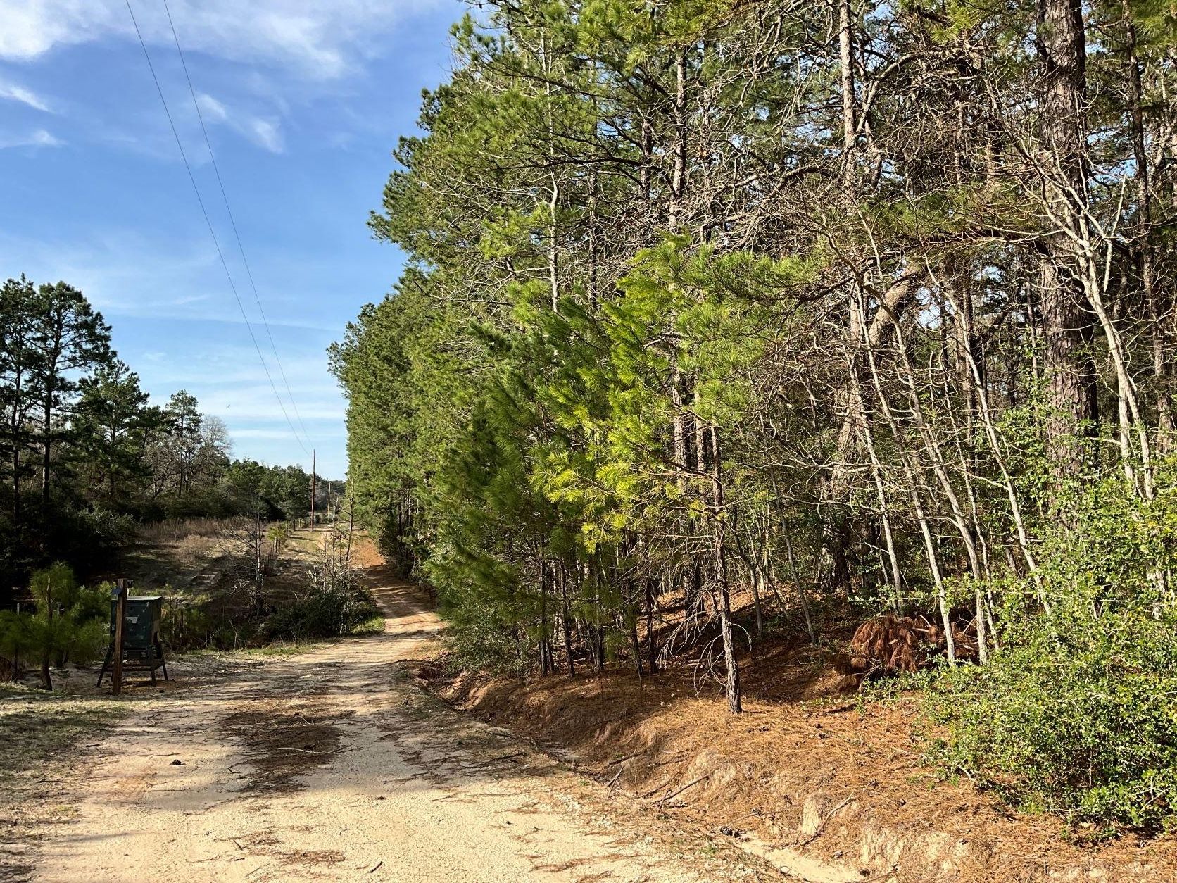 Centerville, Leon County, TX Timberland Property, Undeveloped Land for