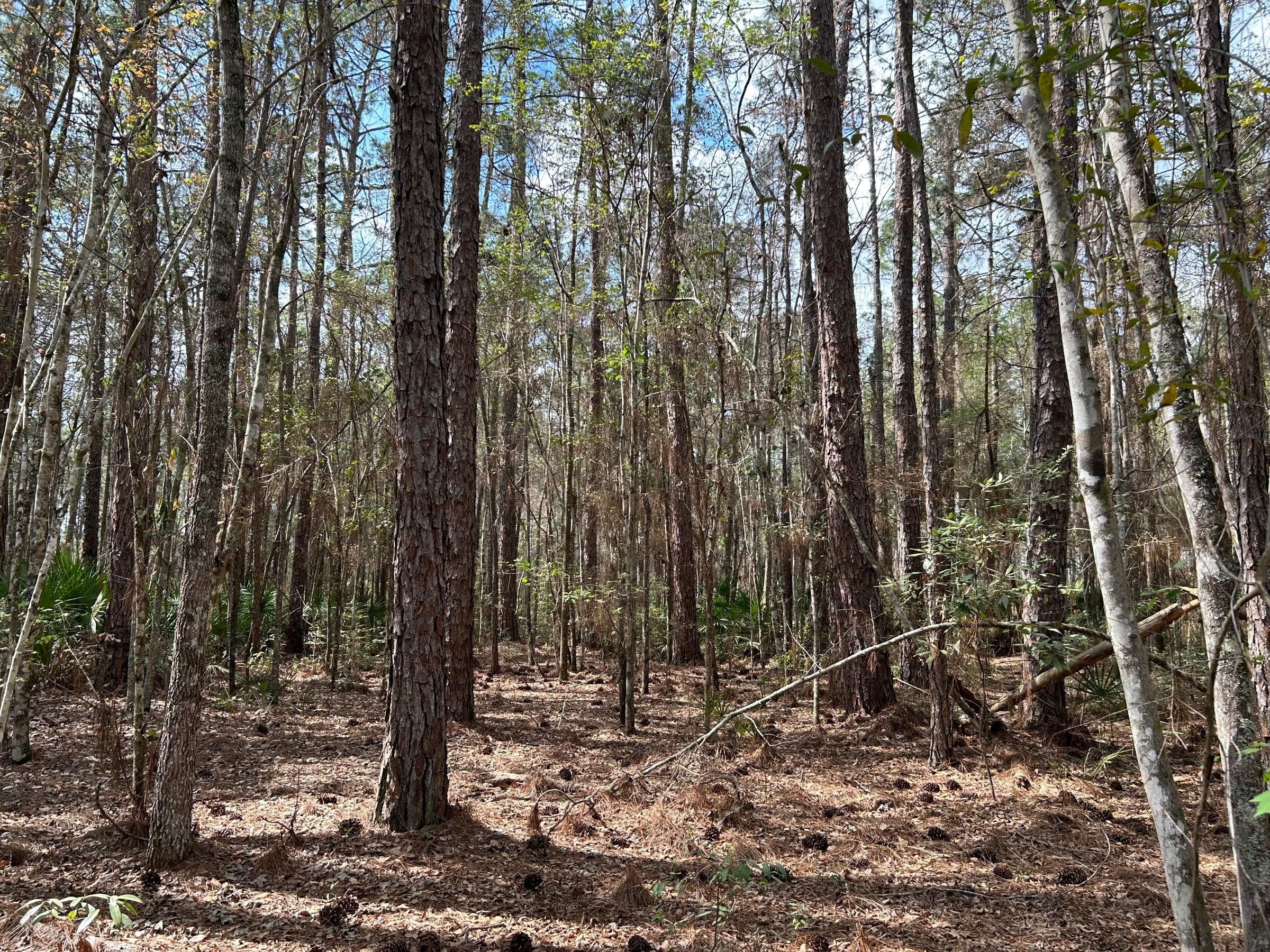 Brunswick, Glynn County, GA Timberland Property, Hunting Property