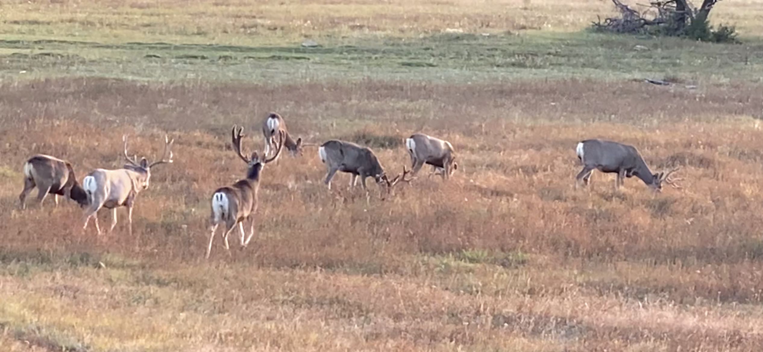 Childress, Childress County, TX Recreational Property, Hunting Property