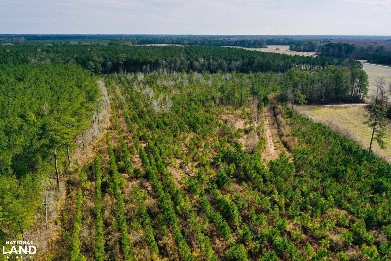 Windsor, Bertie County, NC Timberland Property for sale Property ID