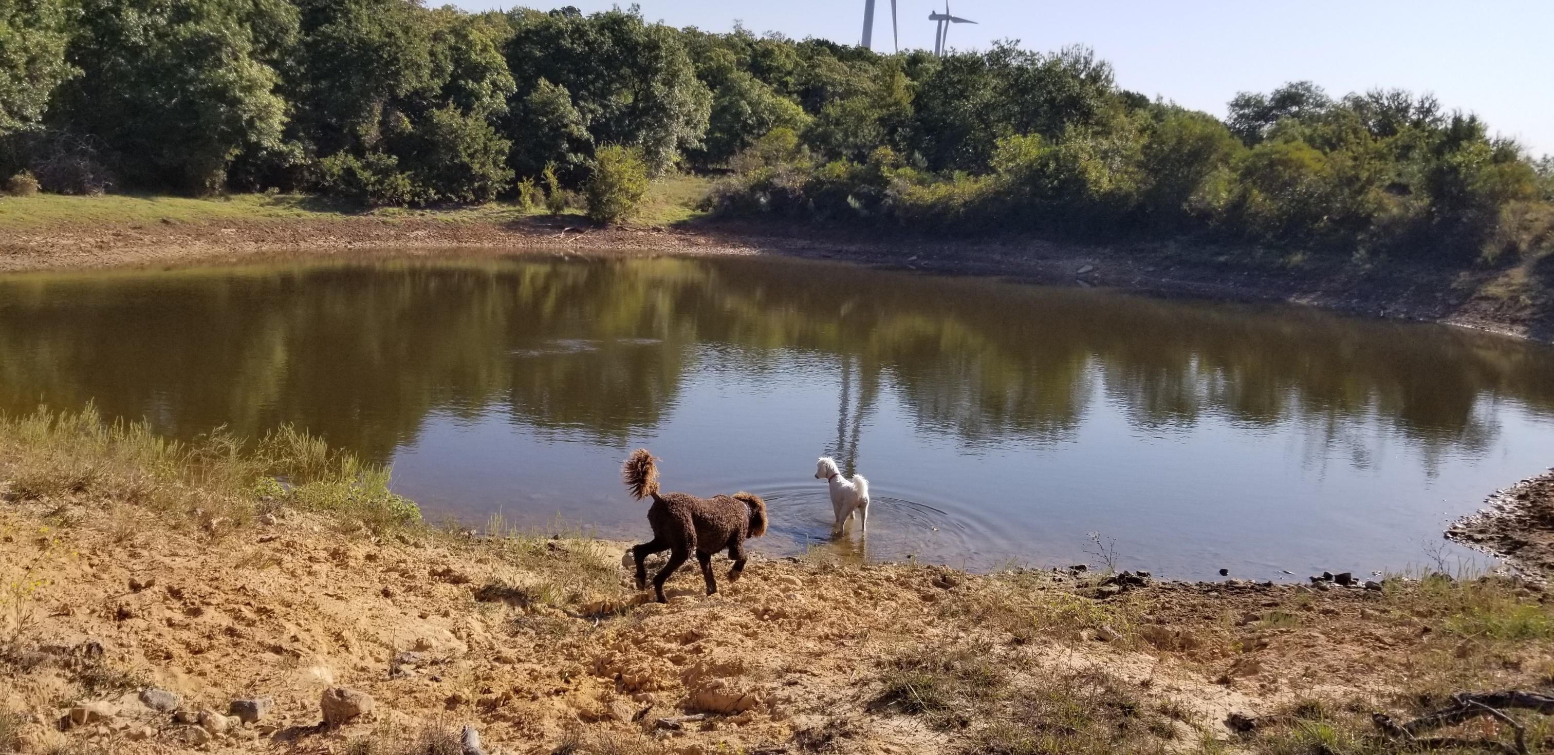 Desdemona, Eastland County, TX Farms and Ranches, Hunting Property for