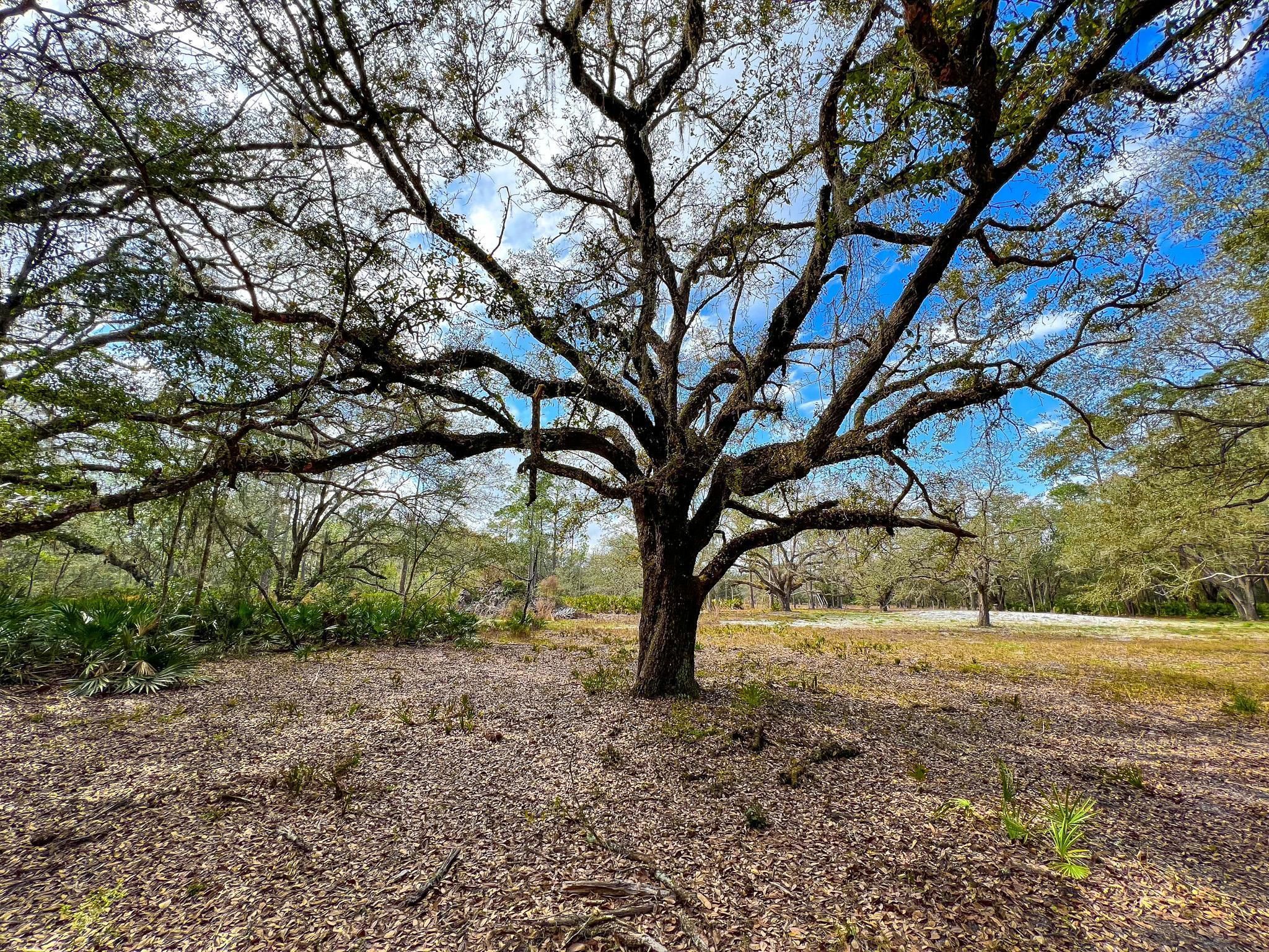 Perry, Taylor County, FL Undeveloped Land for sale Property ID