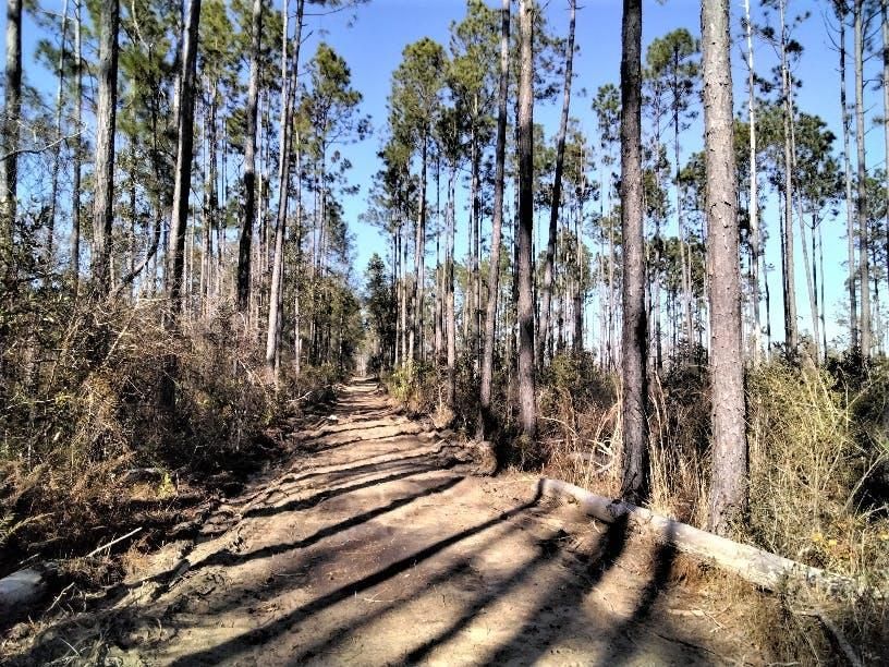 Blountstown, Calhoun County, FL Recreational Property, Timberland