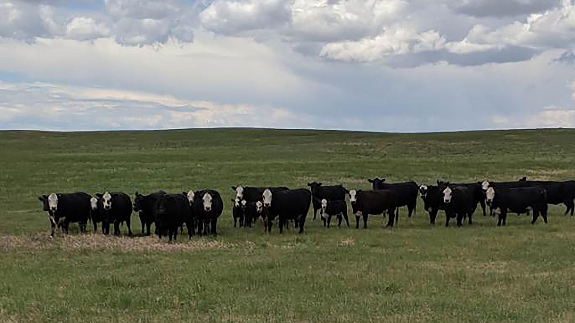 Harrisburg, Banner County, NE Farms and Ranches, House for sale