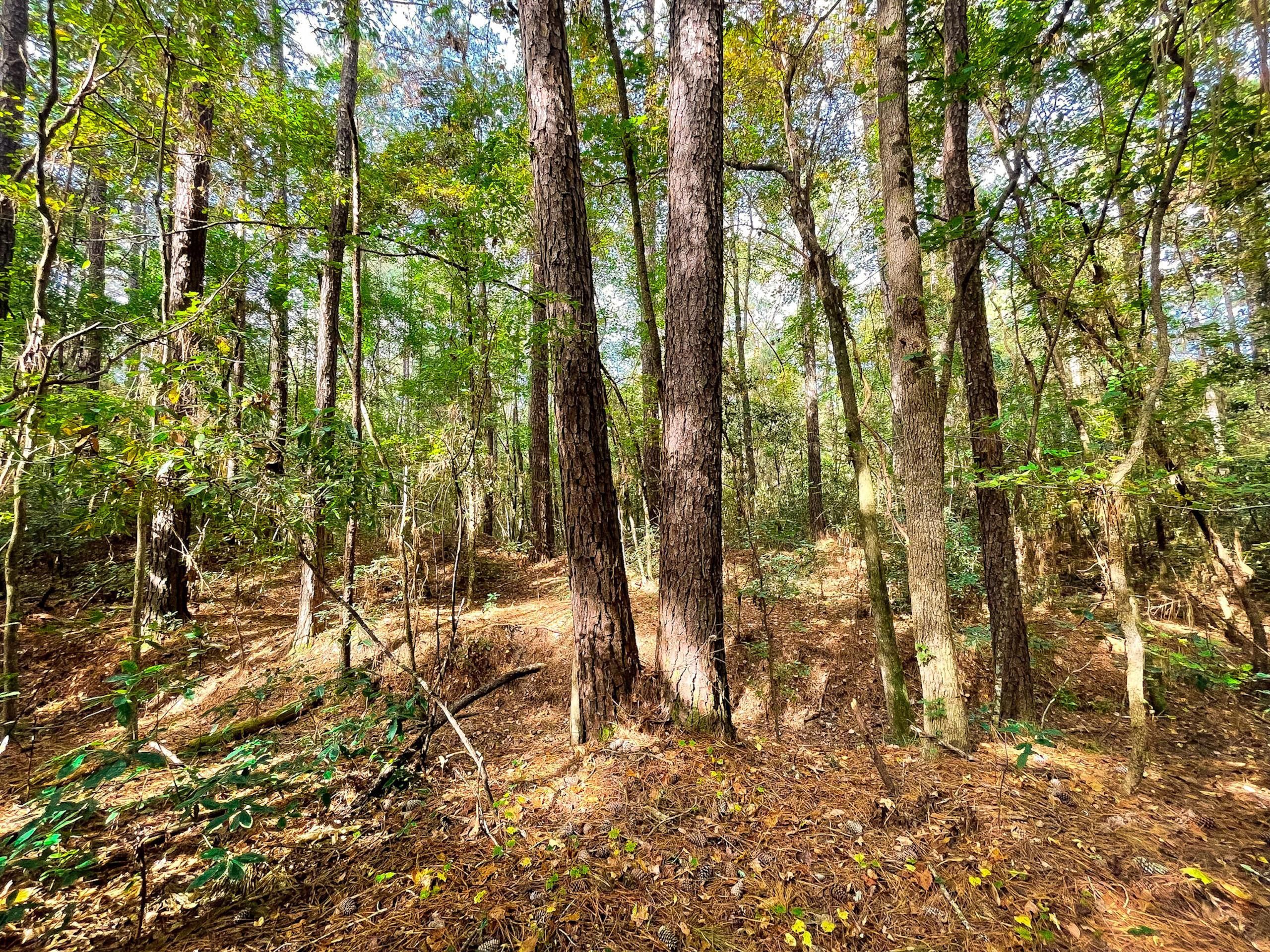 Nichols, Horry County, SC Recreational Property, Hunting Property for