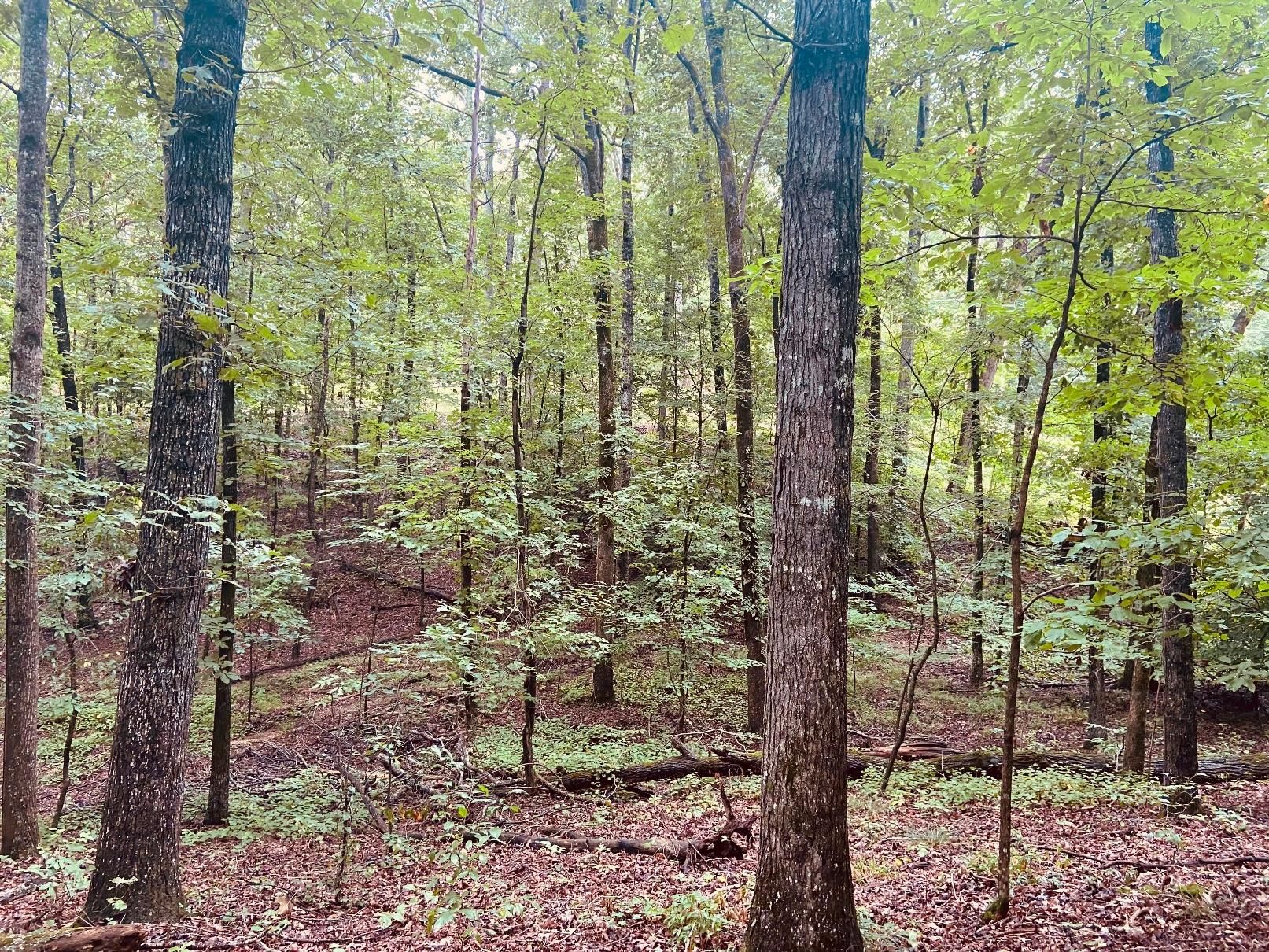 Trion, Chattooga County, GA Recreational Property, Timberland Property