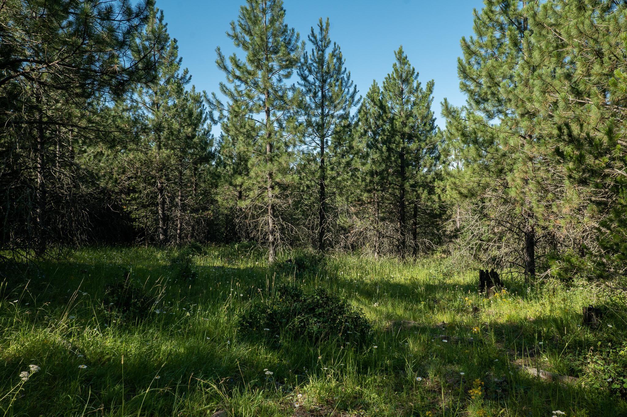 Parcel 12 Sunflower Drive, St Maries, ID 83861 MLS 231598 LandWatch