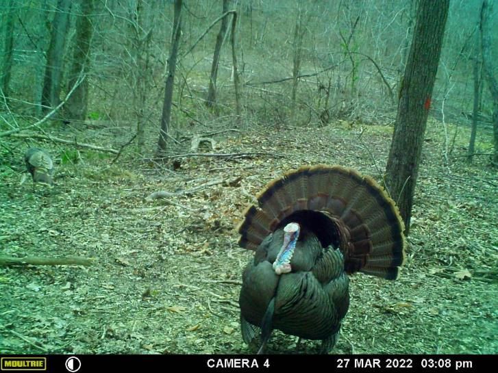 Ethridge, Giles County, TN Farms and Ranches, Recreational Property